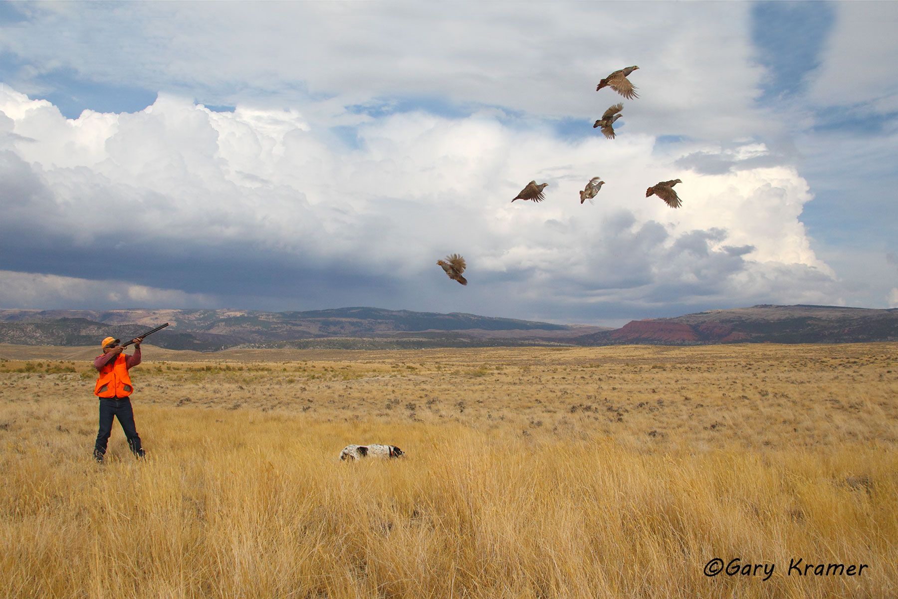 Hunter(s) w/English Setter(s) shooting at Gray Partridge Hunter w/English Setter shooting at Gray Partridge - NHAgp#003d(2)