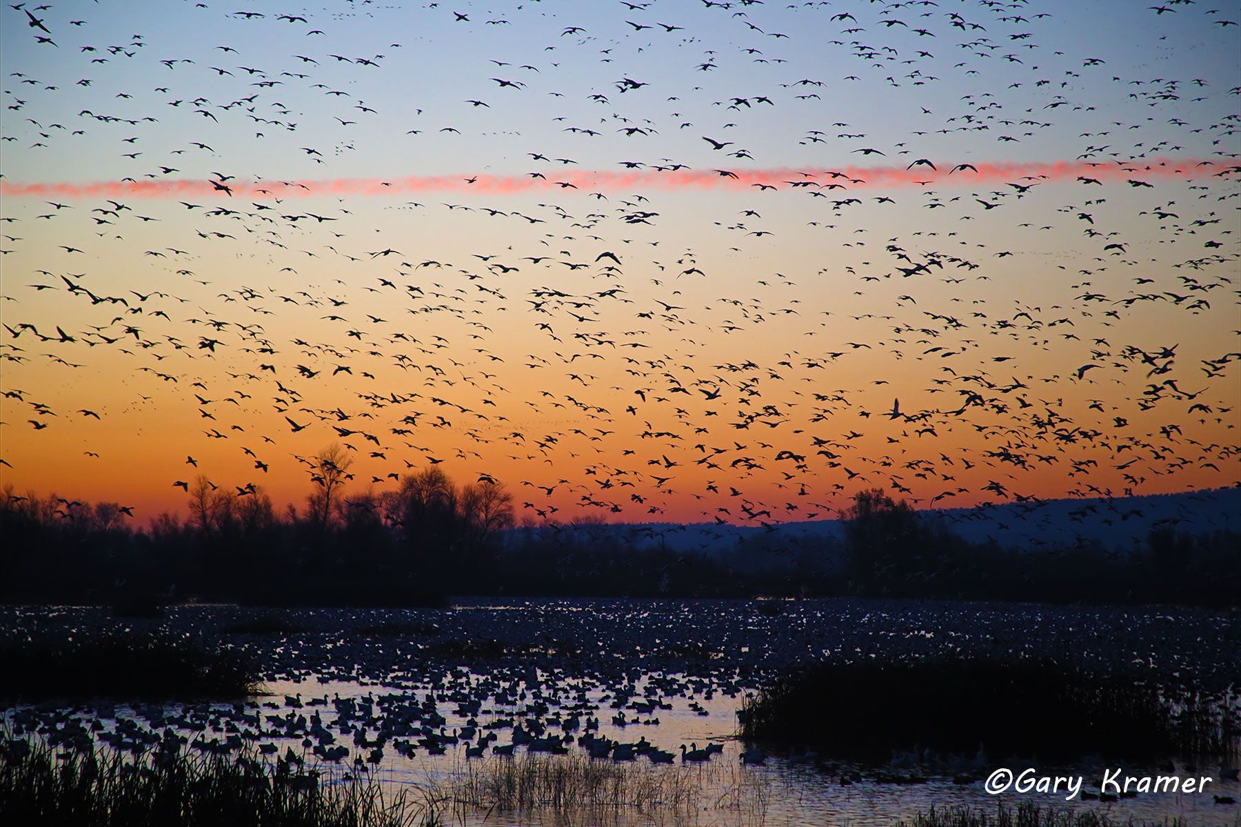 Mixed Puddle Ducks and Geese Mixed Puddle Ducks and Geese - NBWX#1417d