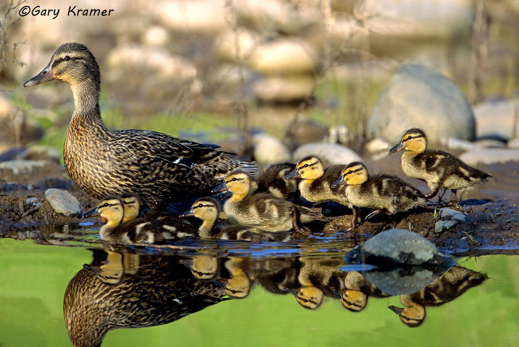 Mallard (Anas platyrhynchos) Mallard (Anas platyrhynchos) - NBWM#666
