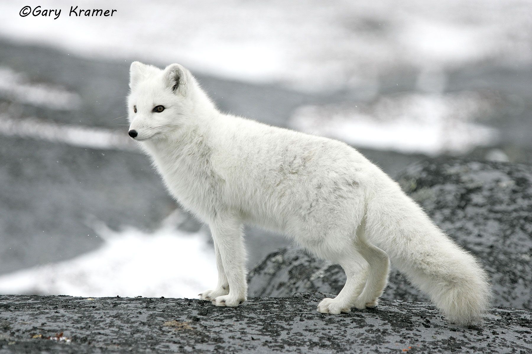 Arctic Fox (Alopex lagopus) - NMFa#102d