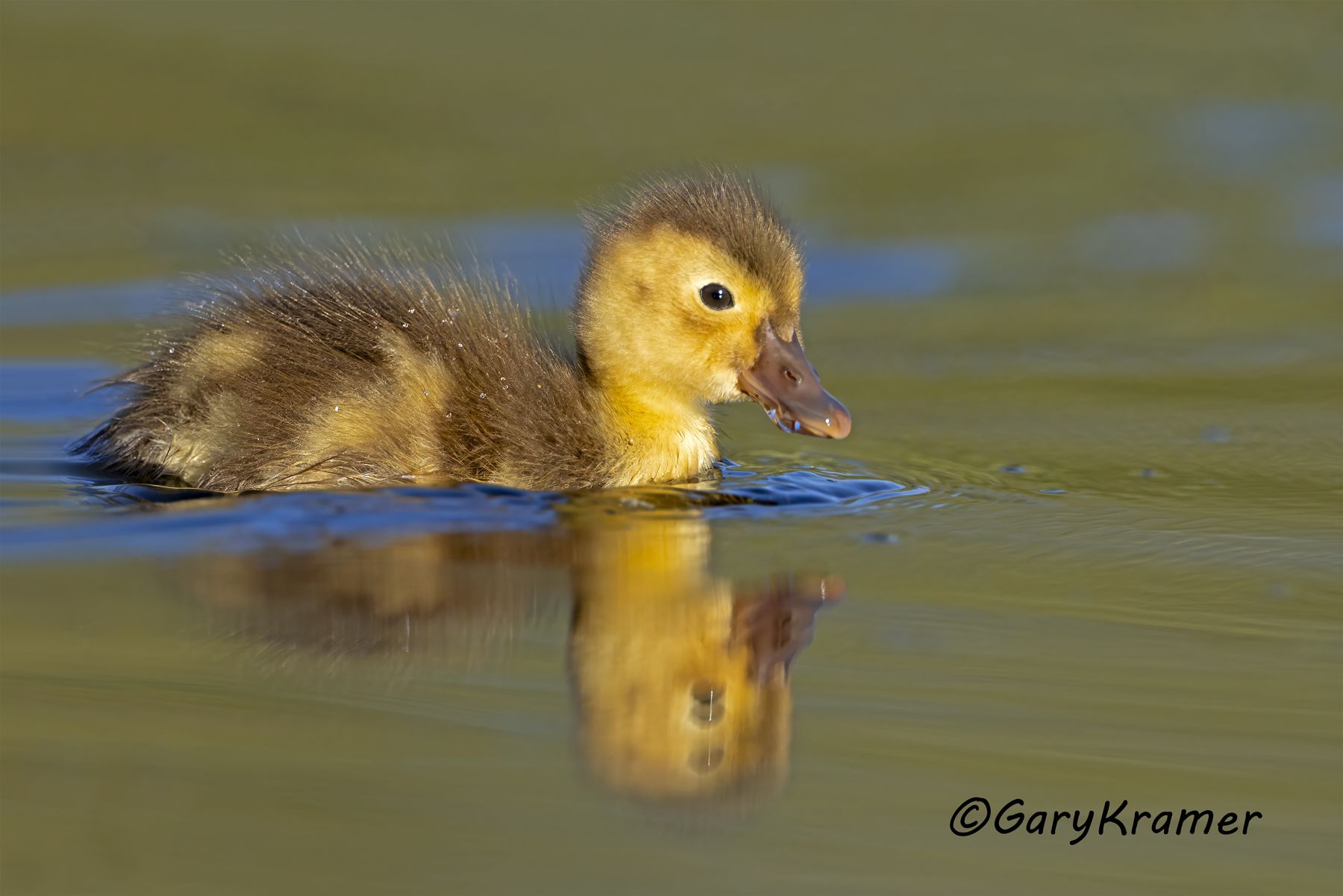 Canvasback (Aythya valisineria) - NBWC#2893d