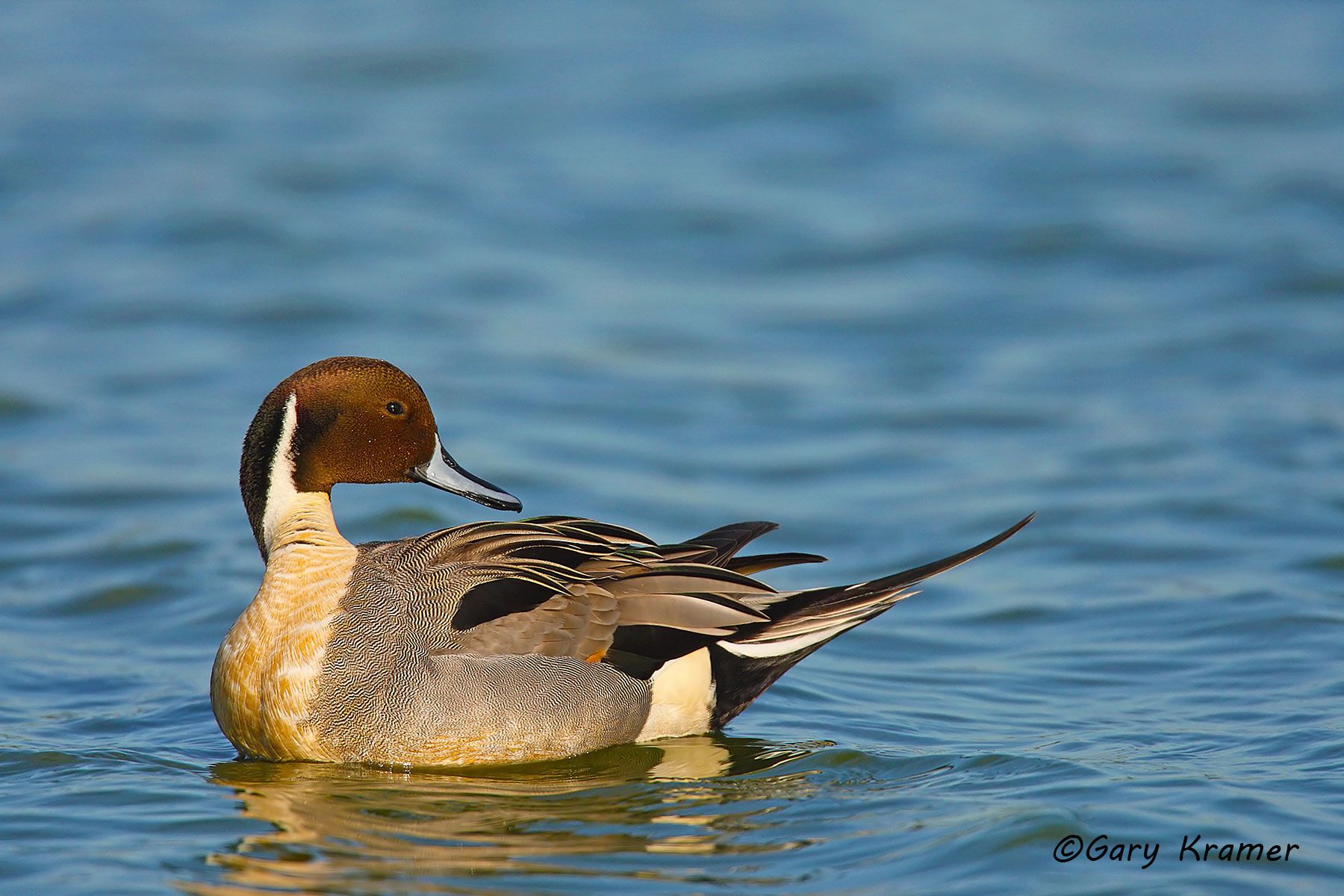 Northern Pintail (Anas acuta)  - NBWP#2152d