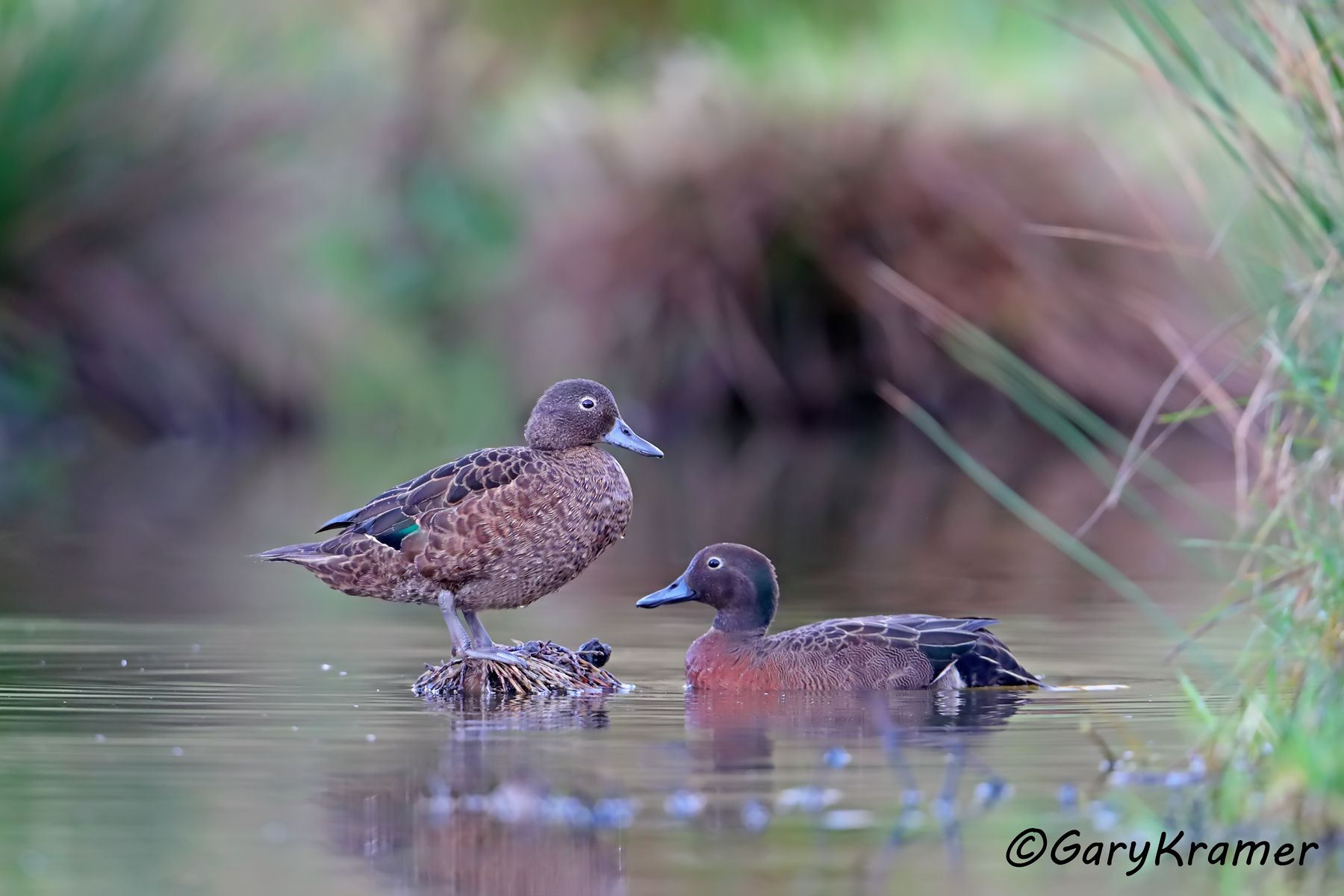 Brown Teal (Anas chlorotis) Brown Teal (Anas chlorotis) - OBWTb#072d