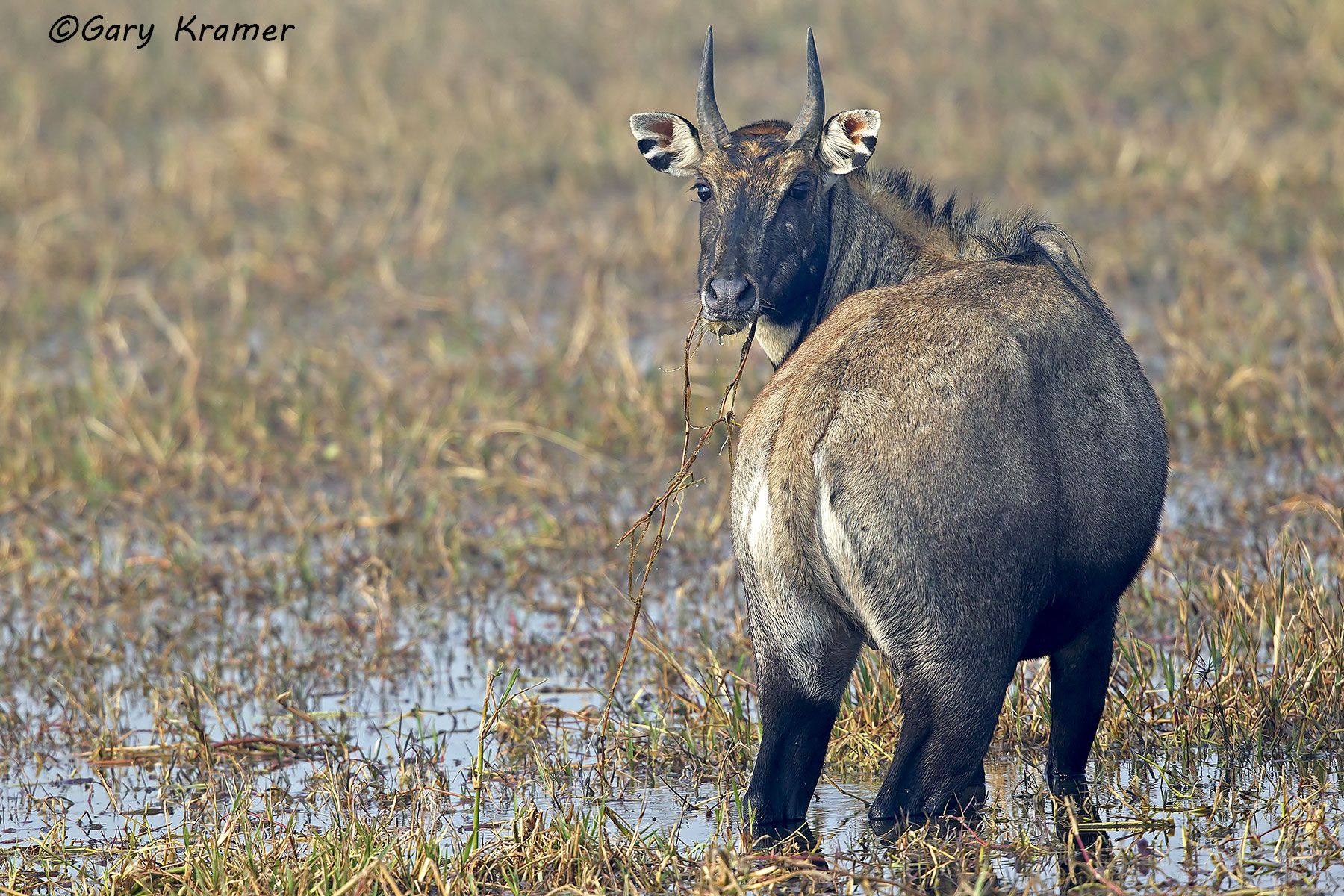 Blue Bull (Nilgi) (Boselaphus tragocamelus) Blue Bull (Nilgi) (Boselaphus tragocamelus) - IMBb#002d