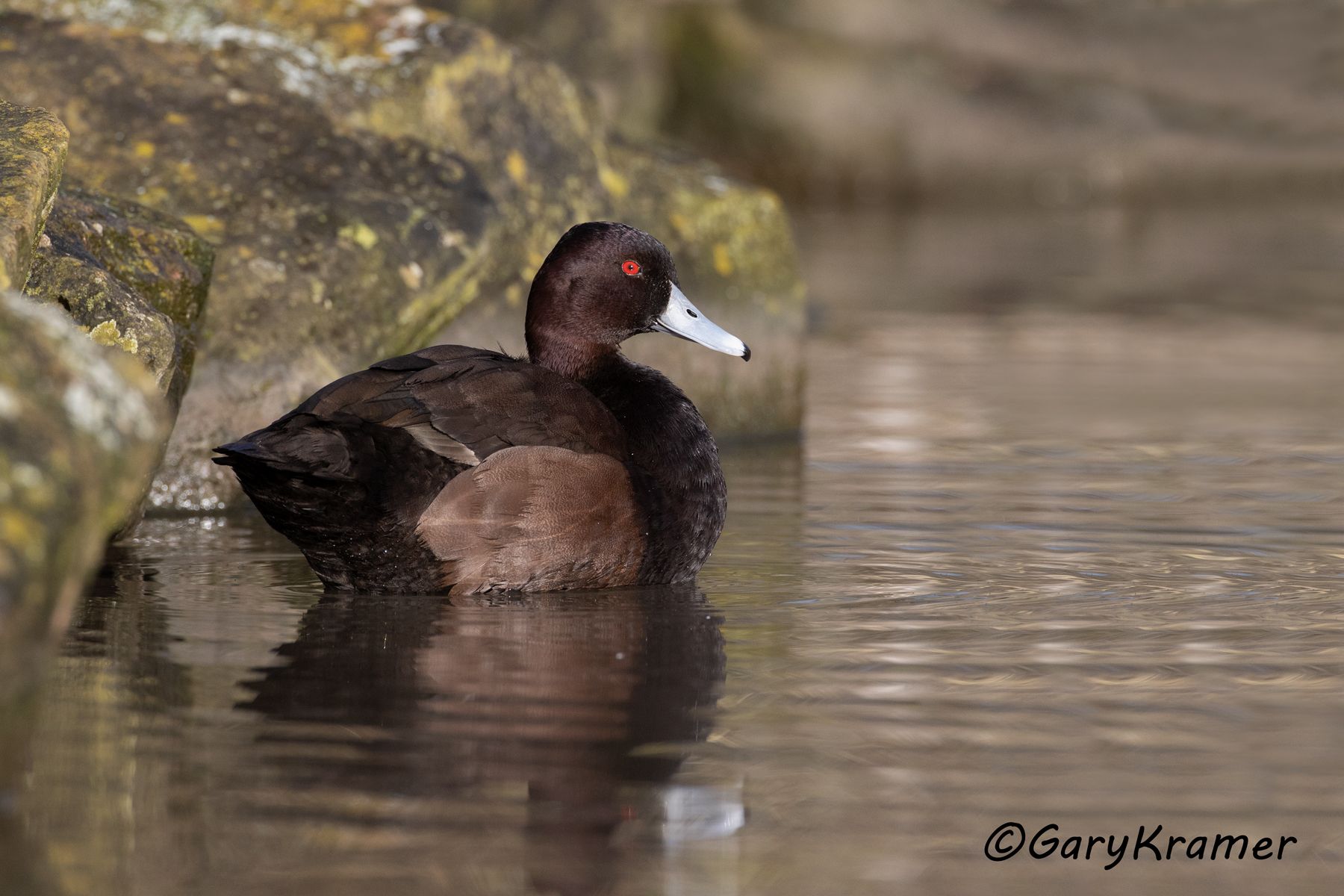 Southern Pochard (Netta erythrophthalma) - EBWPs#078d (South Africa)