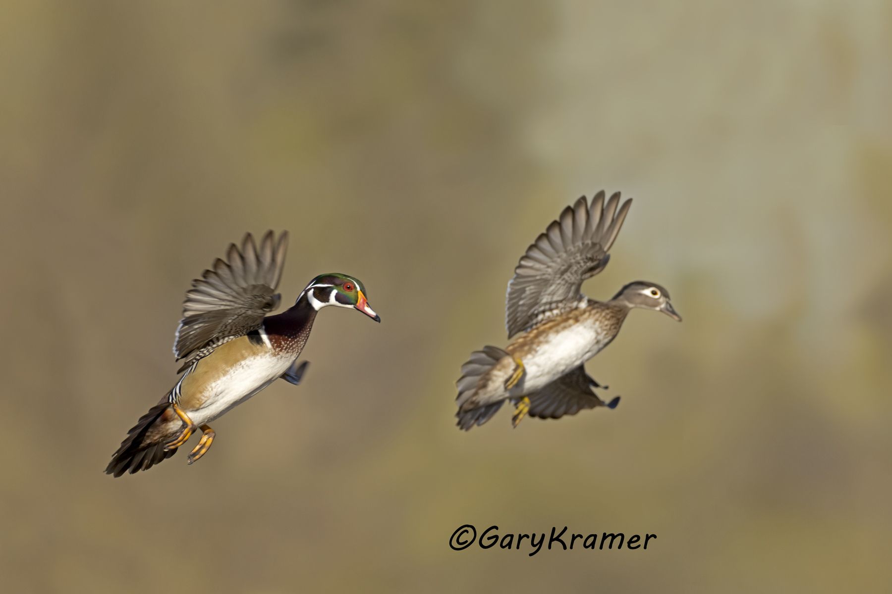 Wood Duck (Aix sponsa) - NBWWd#1795d(3)