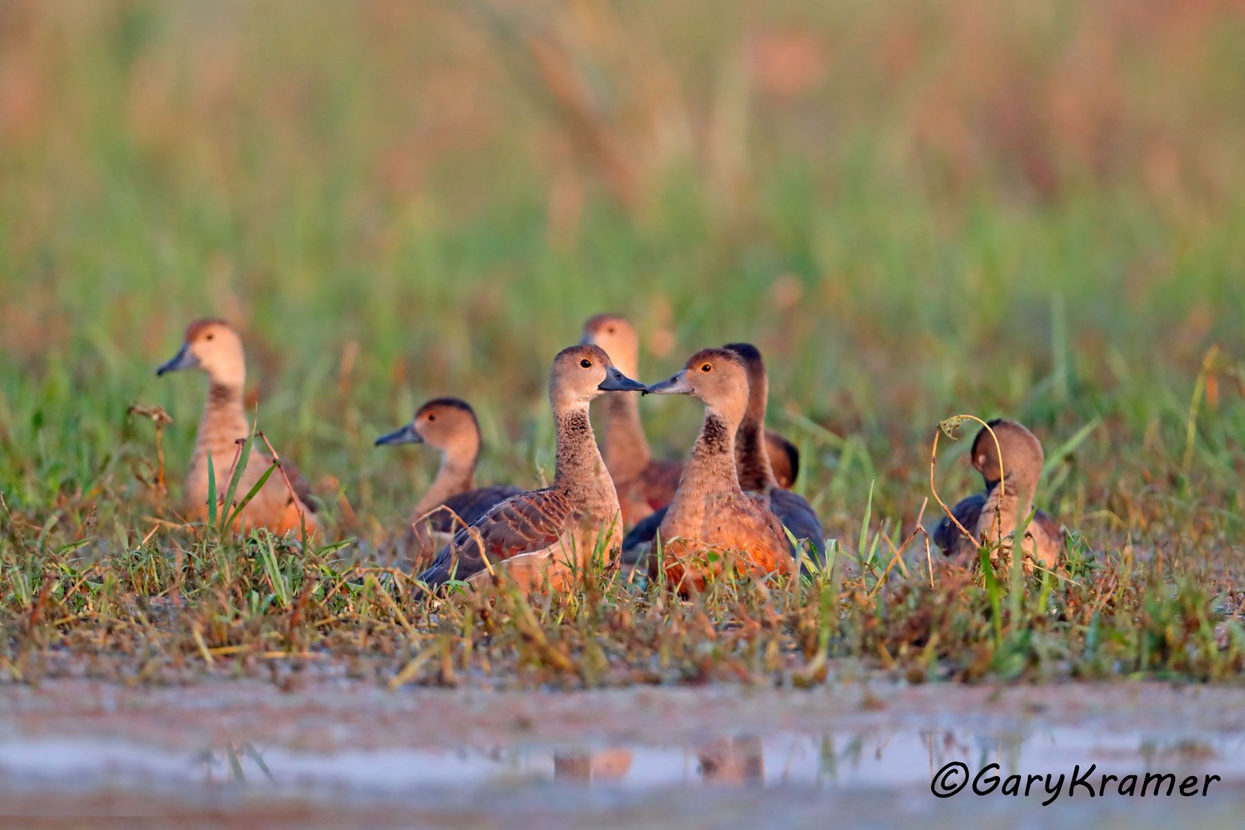 Lesser Whistling Duck (Dendrocygna avanica)  Lesser Whistling Duck (Dendrocygna avanica) - EBWWl#117d
