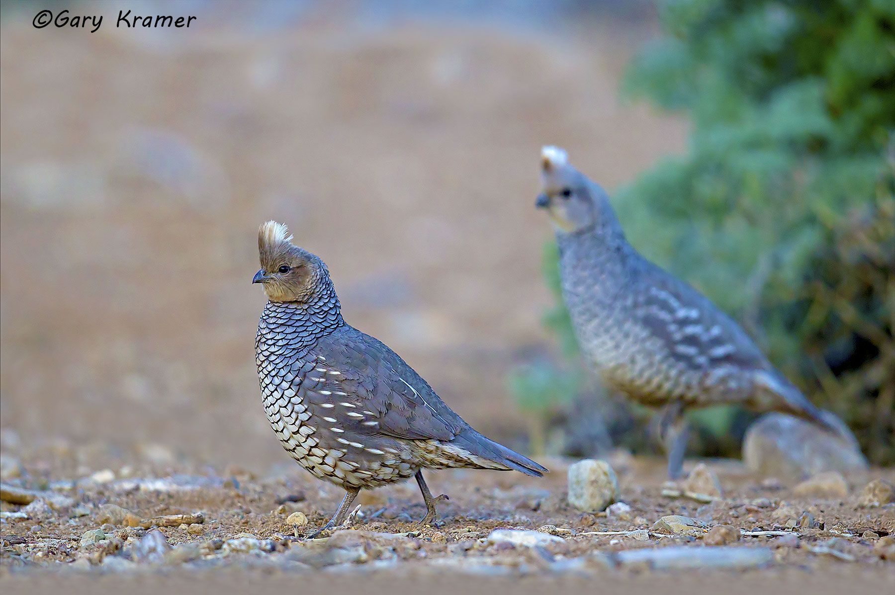 Scaled Quail (Callipepla squamata) - NBGQs#115d