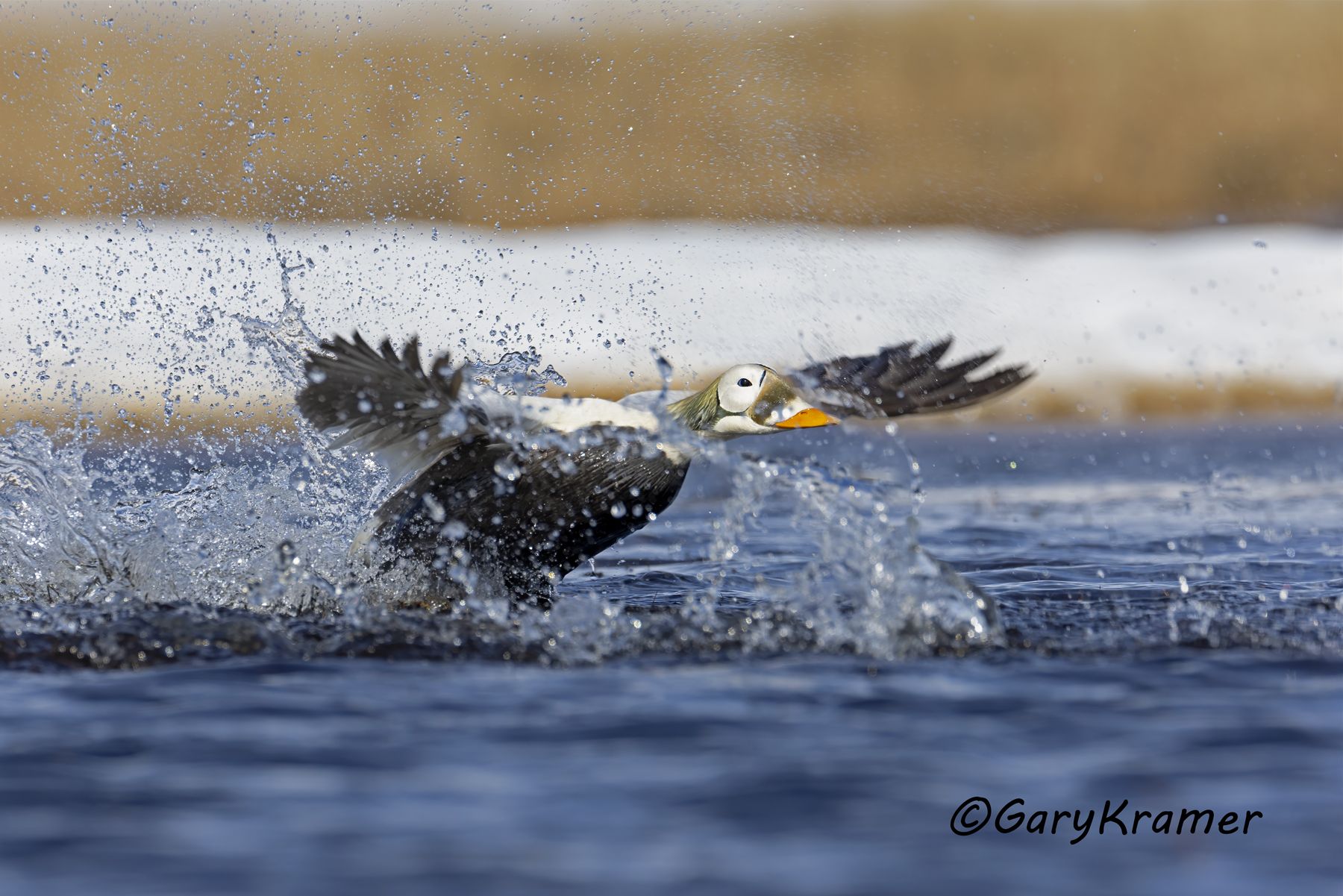 Spectacled Eider (Somateria fischeri) - NBWEs#1454d(2)