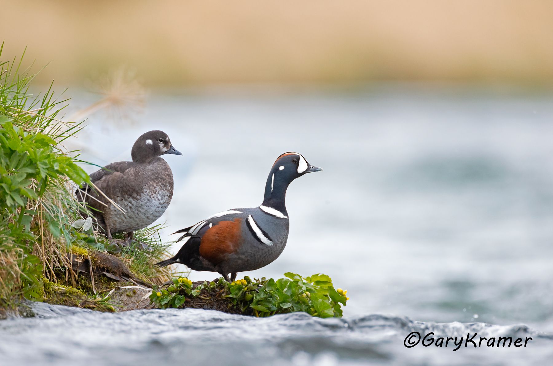 Harlequin Duck (Histrionicus histrionicus) - NBWH#457d(2)