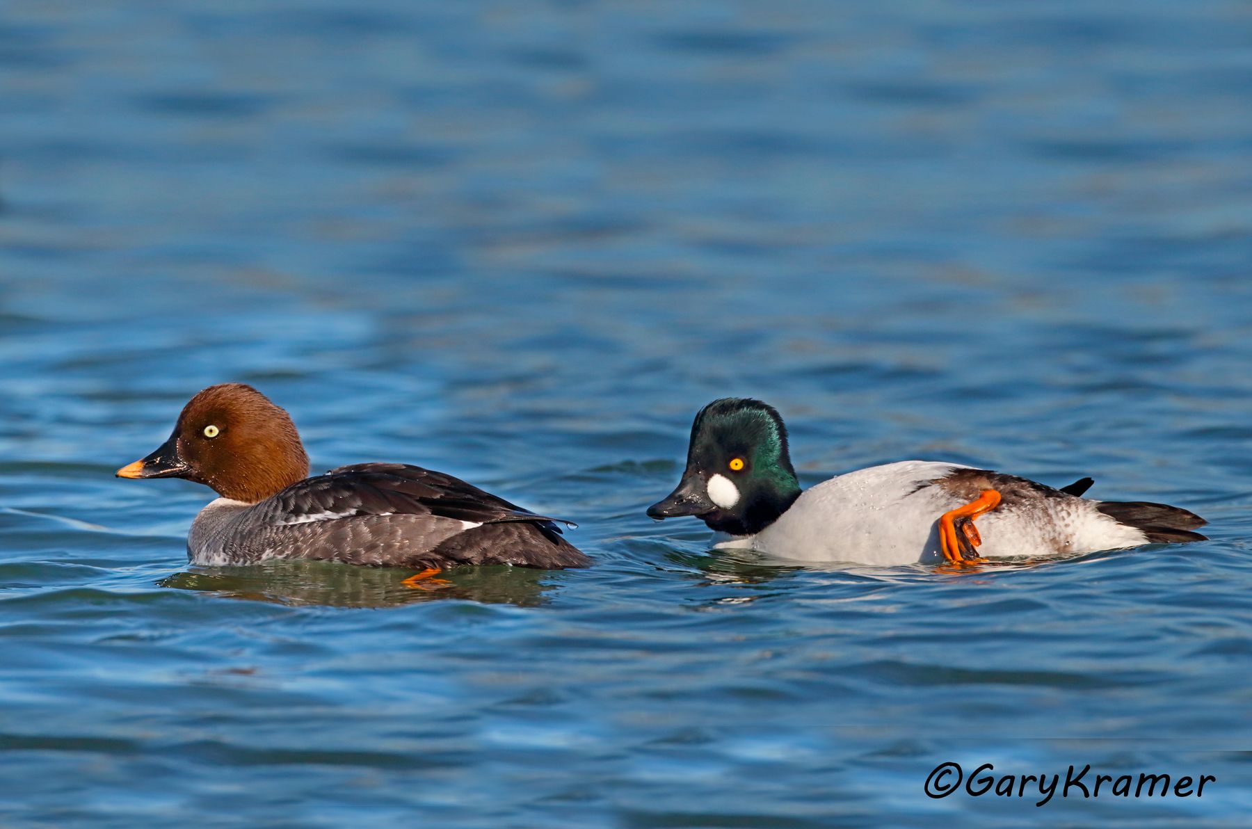 Common Goldeneye (Bucephala clangula)  Common Goldeneye (Bucephala clangula) - NBWGc#662d(2)