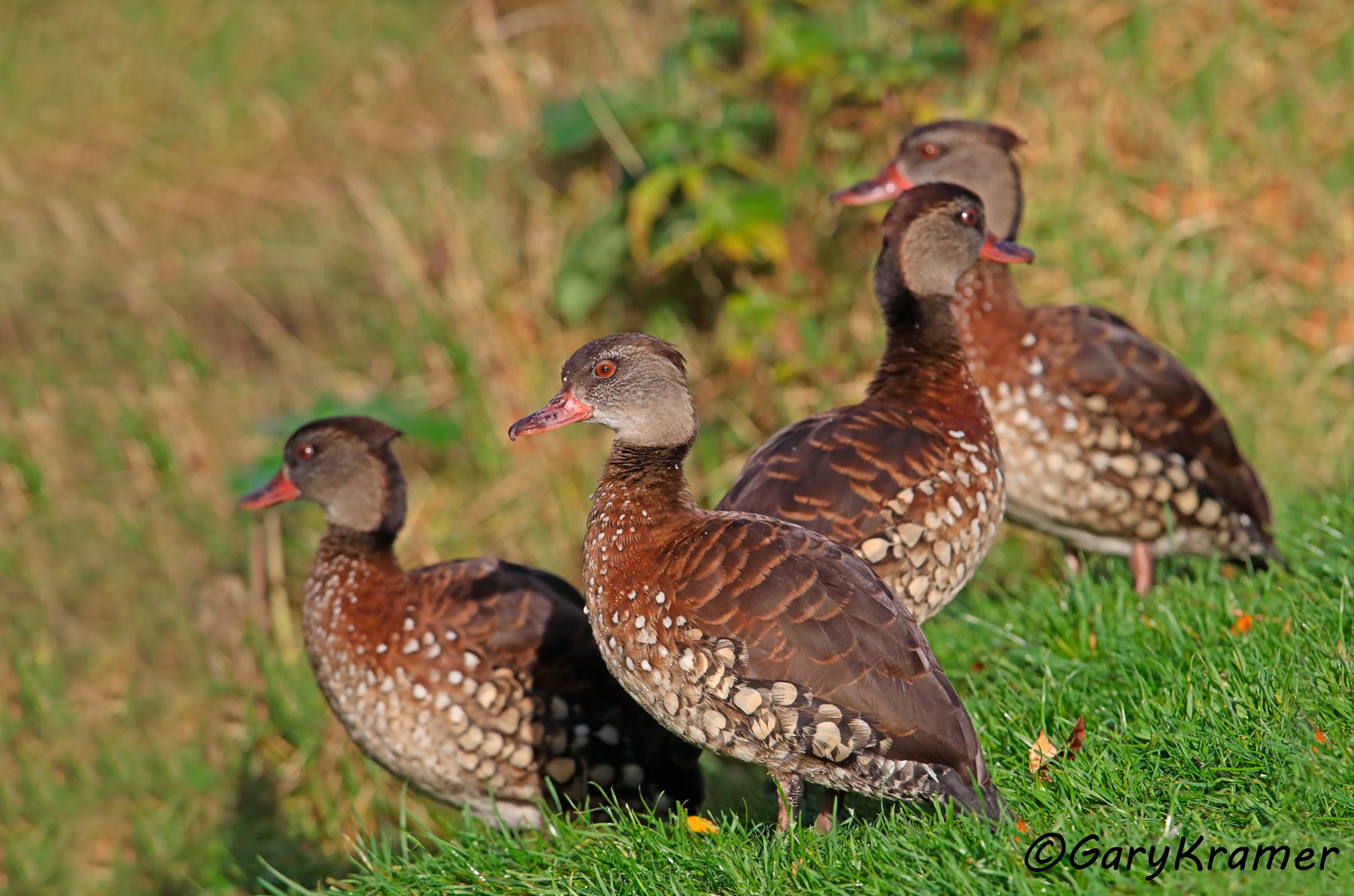 Spotted Whistling Duck (Dendrocygna guttata)  Spotted Whistling Duck (Dendrocygna guttata) - OBWWs#022d