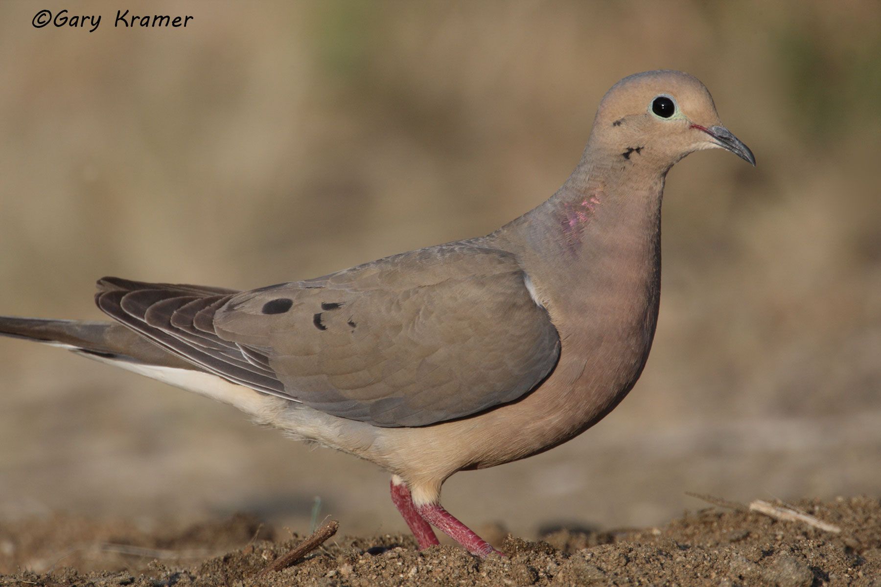 Mourning Dove (Zenaida macroura) - NBDM#312d