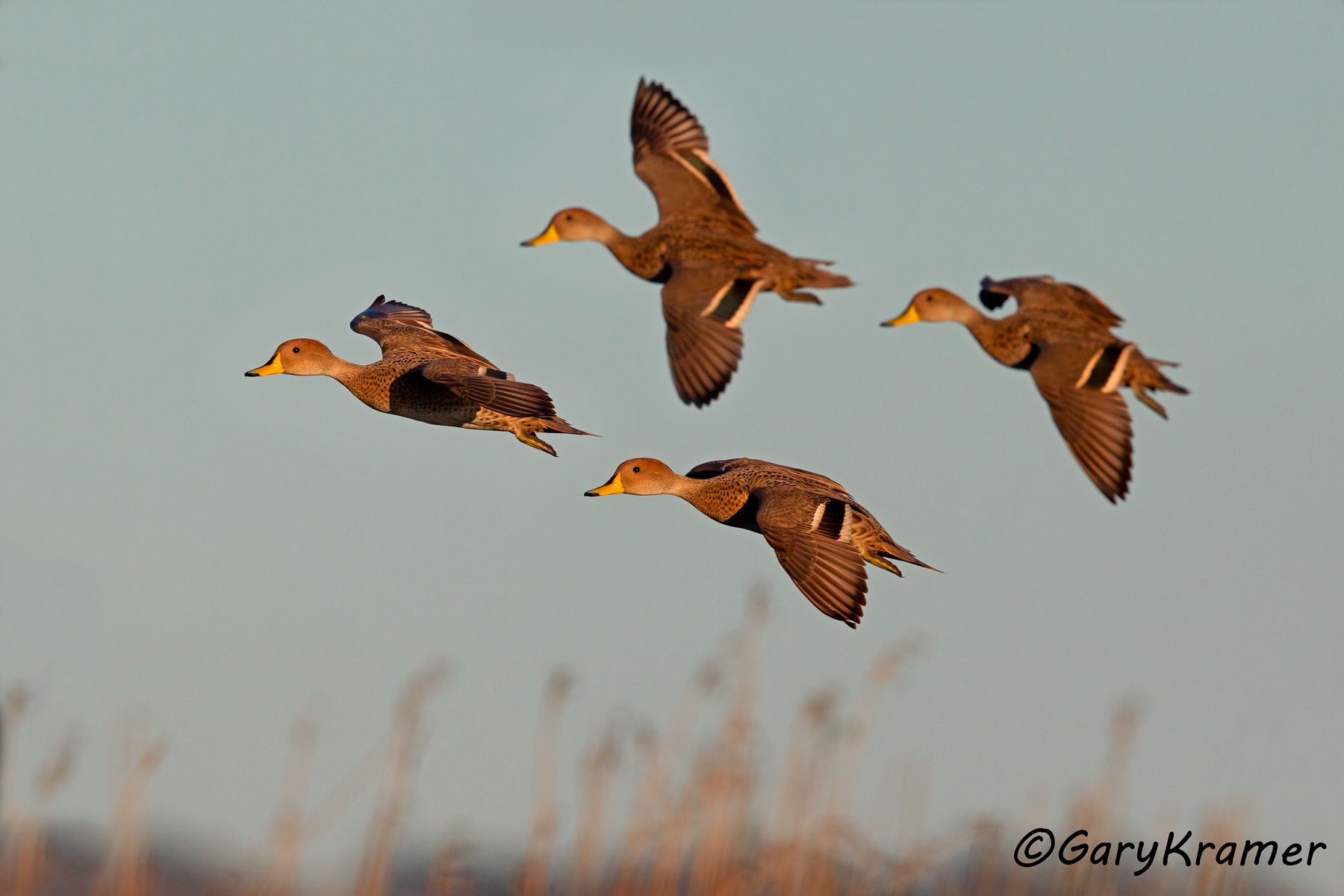 Yellow-billed Pintail (Anas georgica) - SBWPi#131d(2) (Argentina)