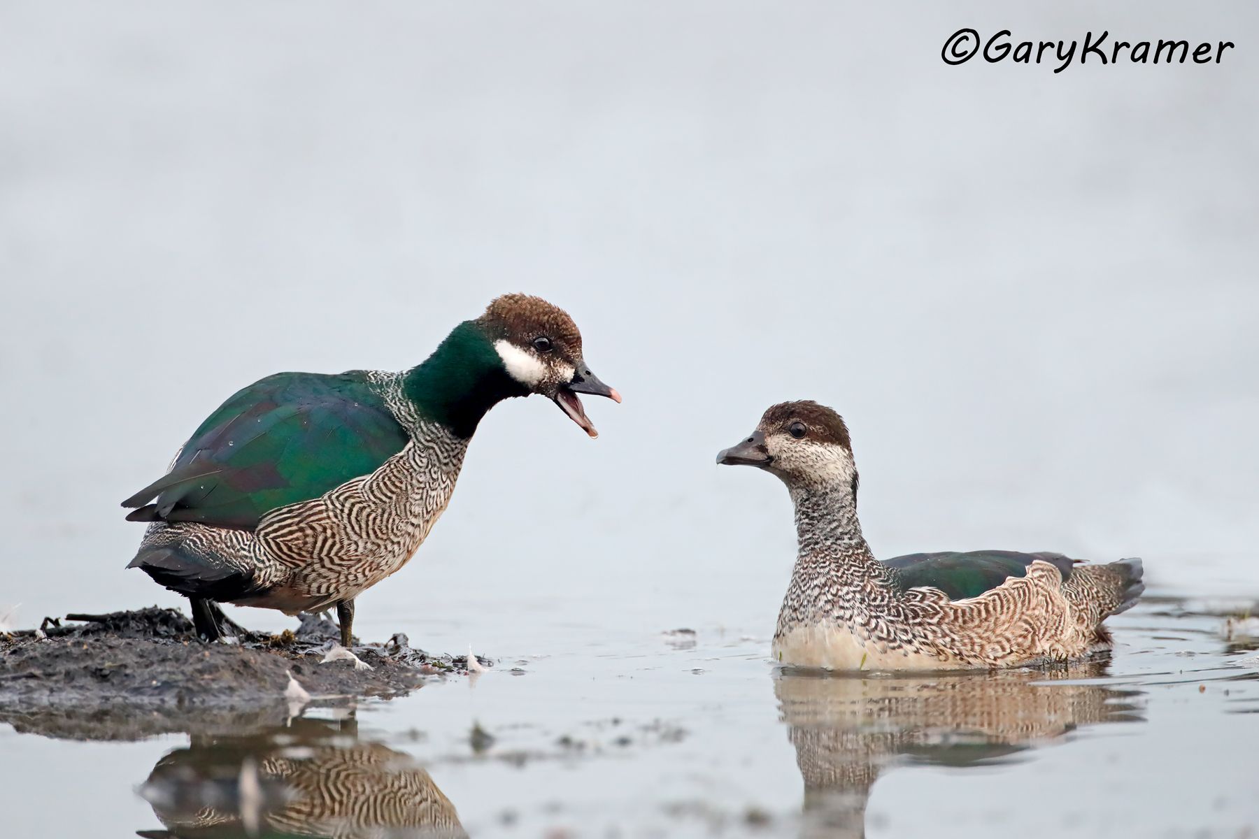 Green Pygmy Goose (Nettapus pulchellus)  Green Pygmy Goose (Nettapus pulchellus) - OBWPga#030d