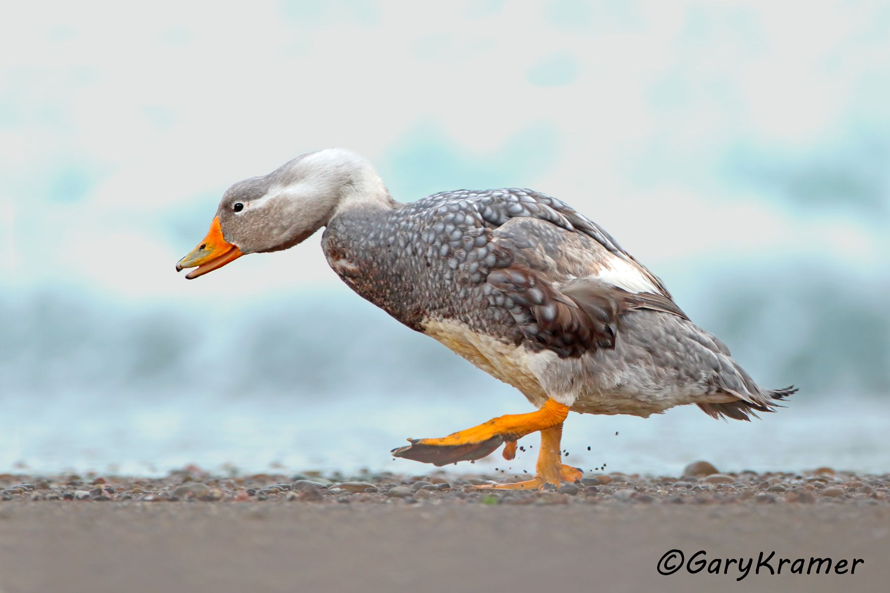 Chubut Steamer Duck (Tachyeres leucocephalus) - SBWSct#245d (Argentina)