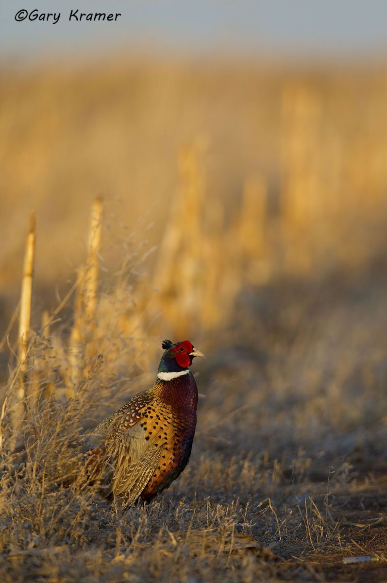 Ring-necked Pheasant (Phasianus colchicus) by GaryKramer.net, 530-934-3873, gkramer@cwo.com Ring-necked Pheasant (Phasianus colchicus) - NBGP#1530d