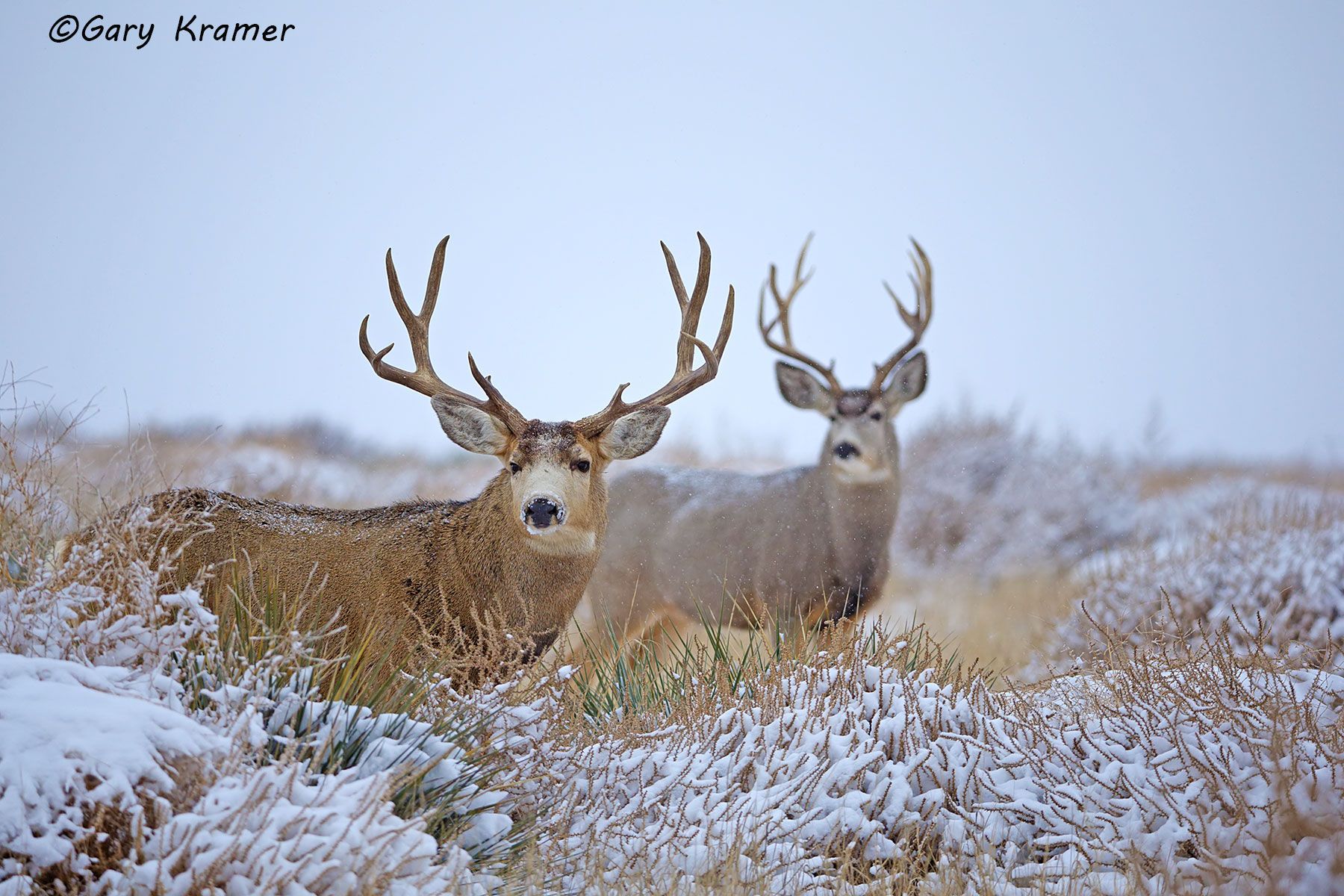 Mule Deer (Odocoileus hemionus hemionus) by GaryKramer.net, 530-934-3873, gkramer@cwo.com Mule Deer (Odocoileus hemionus hemionus) - NMDM#1999d