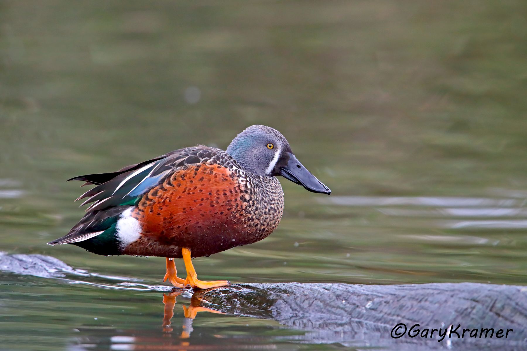 Australasian Shoveler (Spatula rhynchotis)  Australasian Shoveler (Spatula rhynchotis) - OBWS#045d