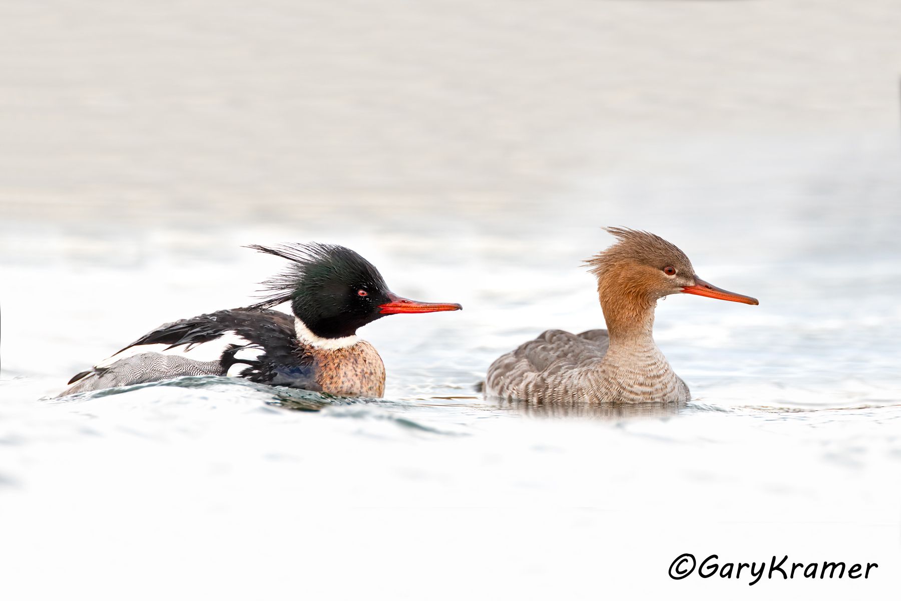 Red-breasted Merganser (Mergus serrator)  Red-breasted Merganser (Mergus serrator) - NBWMr#326d(2)