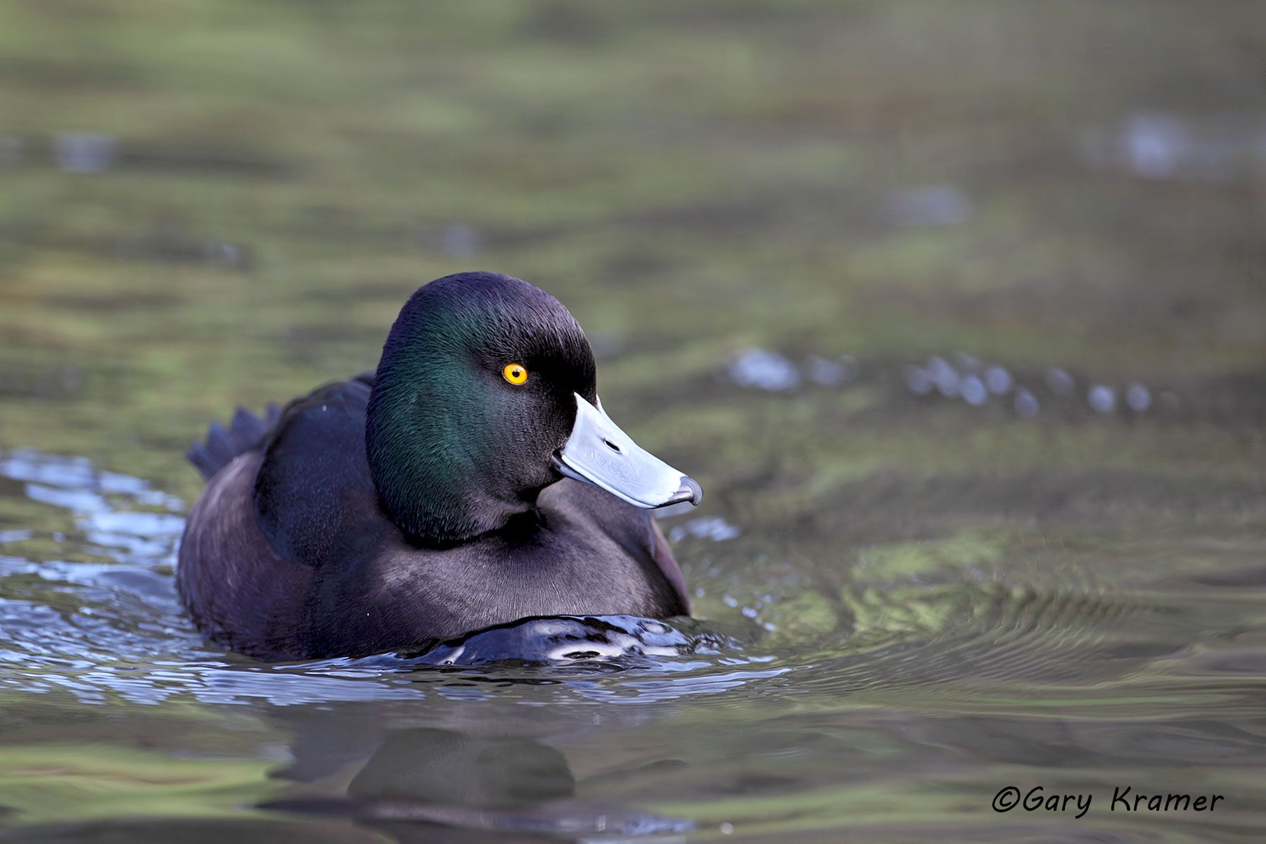 New Zealand Scaup (Aythya novaeseelandiae) New Zealand - OBWSn#009d