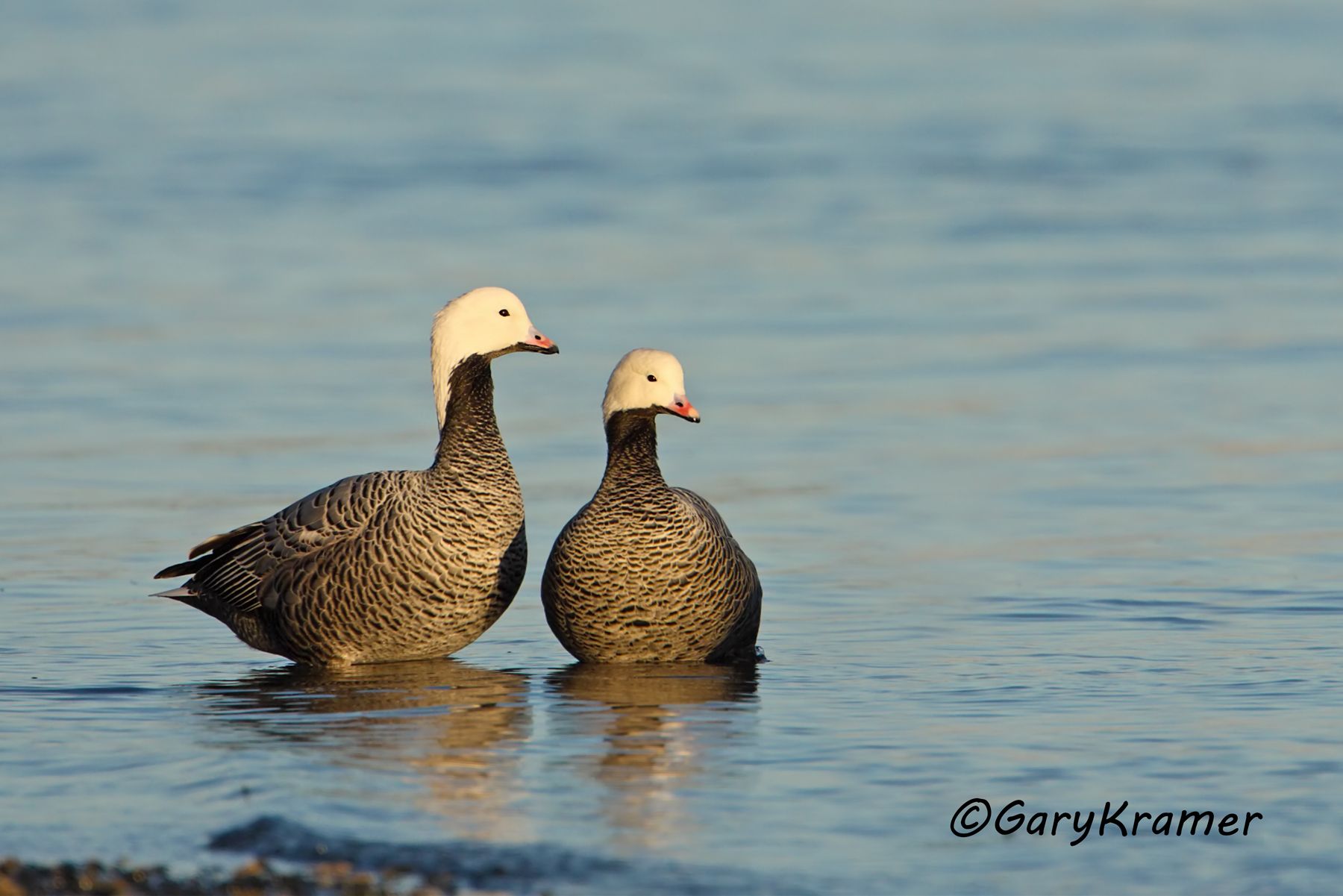 Emperor Goose (Anser canagicus) - NBWEg#171d