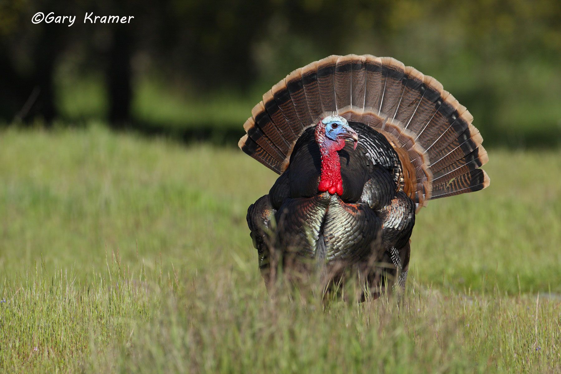 Wild Turkey (Rio Grande) (Meleagris gallopavo intermedia) by GaryKramer.net, 530-934-3873, gkramer@cwo.com Wild Turkey (Rio Grande) (Meleagris gallopavo intermedia) - NBGTr#1542d