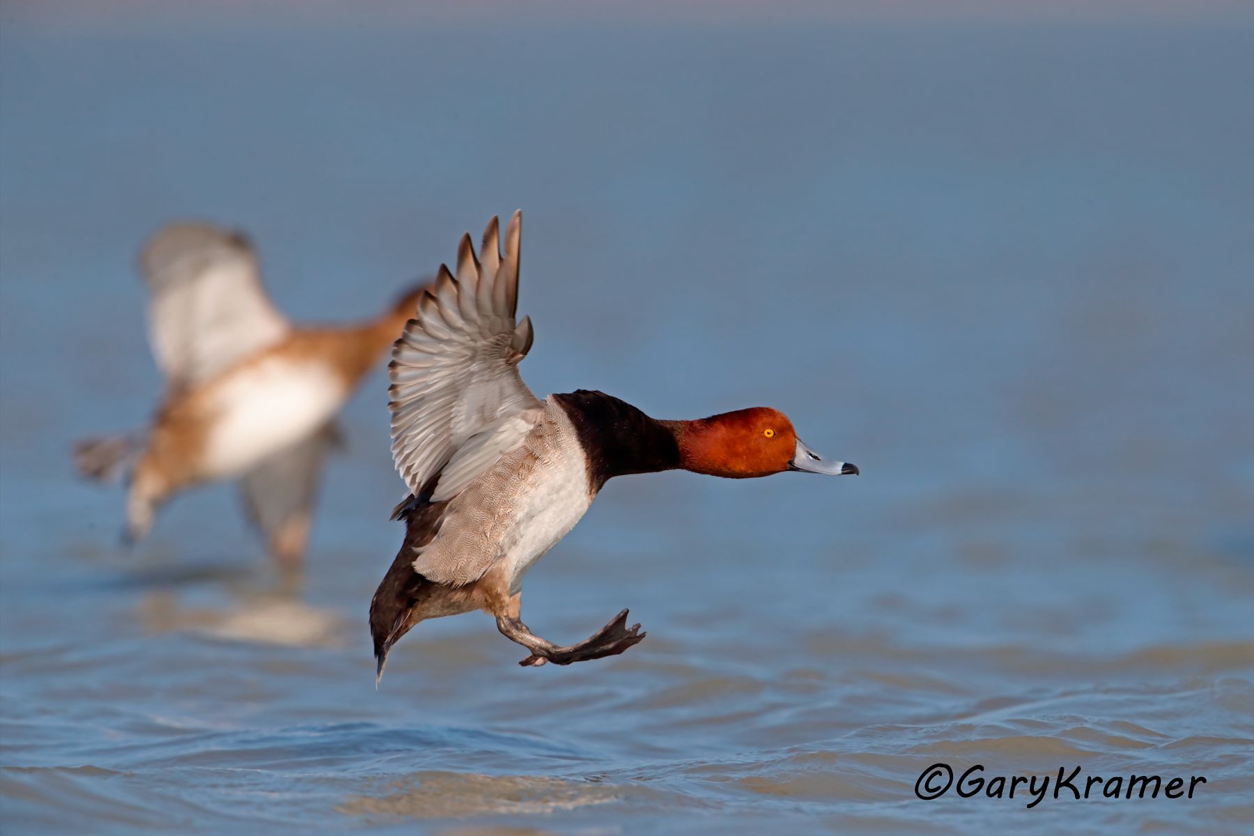 Redhead (Aythya americana) Redhead (Aythya americana) - NBWR#1074d