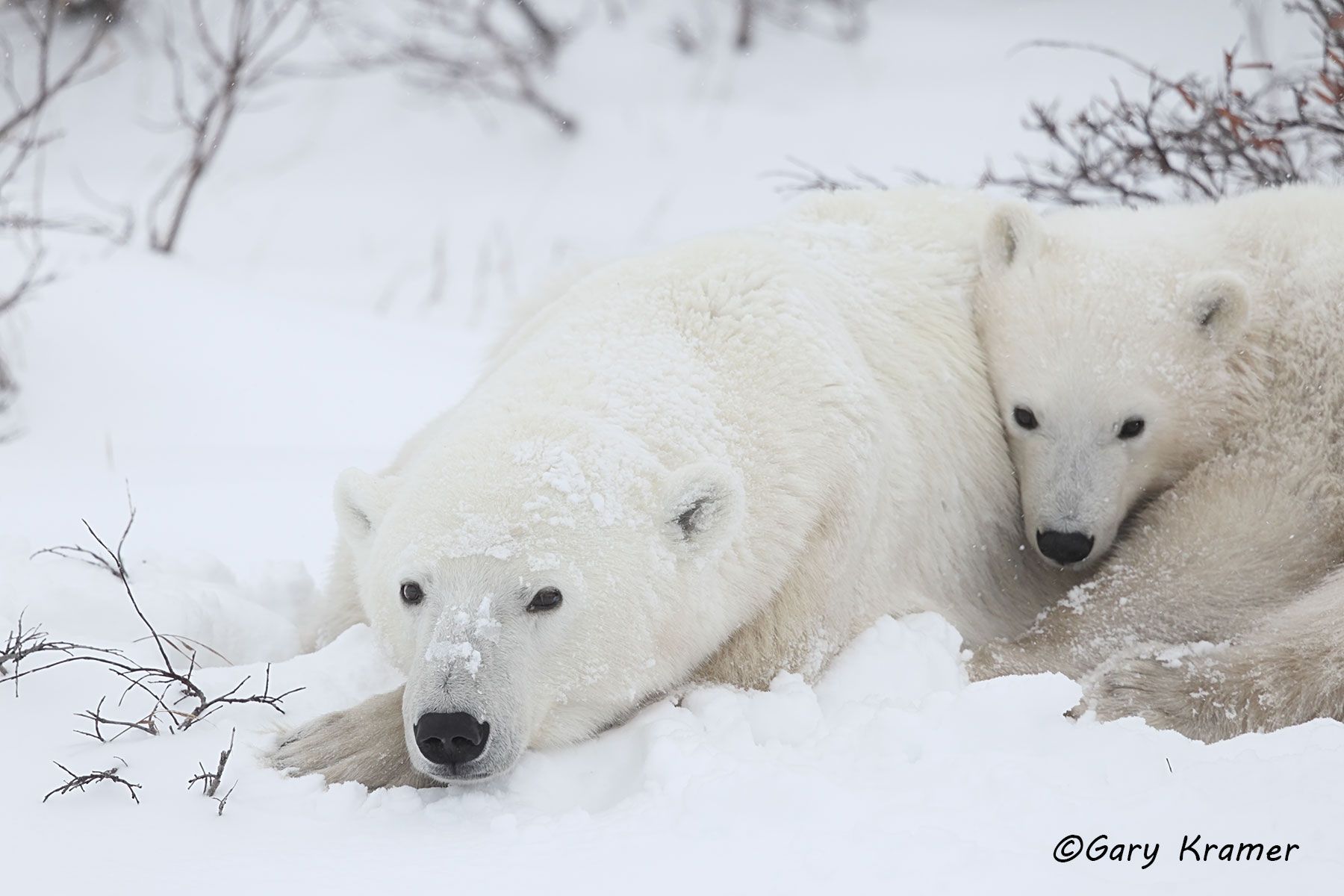 Polar Bear (Thalarctos maritinus) by GaryKramer.net, 530-934-3873, gkramer@cwo.com Polar Bear (Thalarctos maritinus) - NMBP#423d