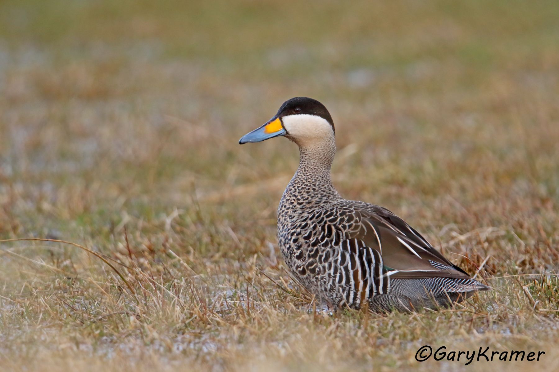 Silver Teal (Anas versicolor) - SBWSt#284d (Chile)