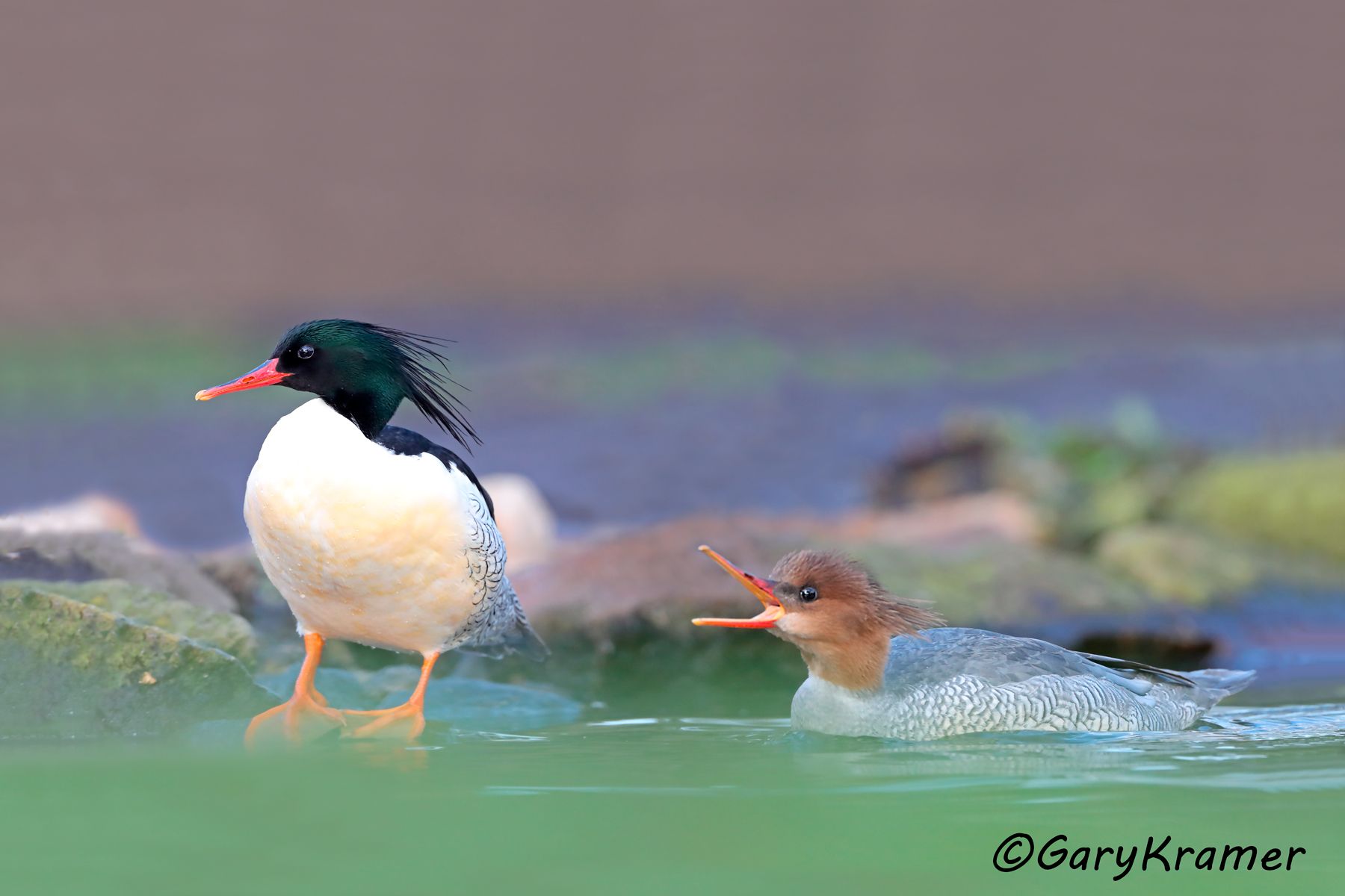 Scaly-sided Merganser (Mergellus squamatus)  Scaly-sided Merganser (Mergellus squamatus) - EBWMc#095d(2)