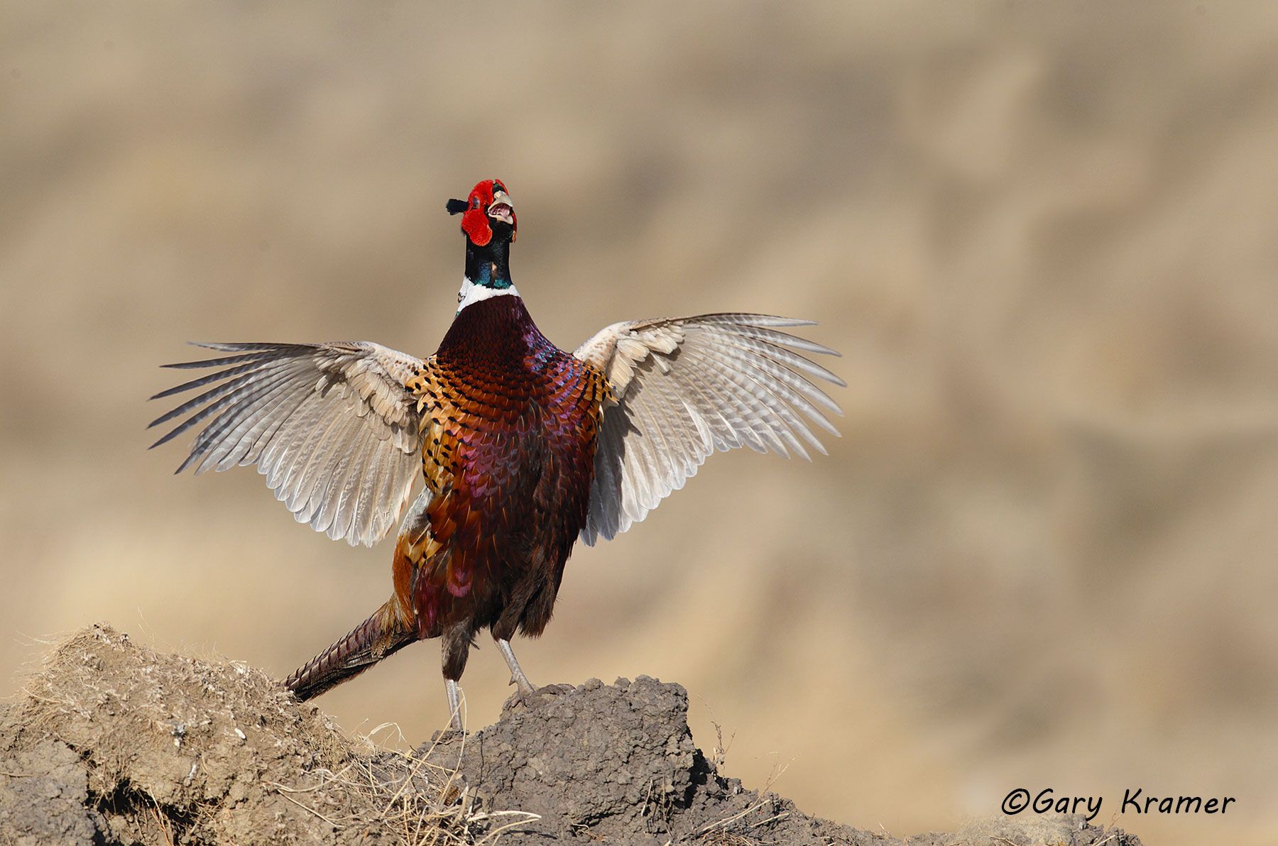 Ring-necked Pheasant (Phasianus colchicus) by GaryKramer.net, 530-934-3873, gkramer@cwo.com Ring-necked Pheasant (Phasianus colchicus) - NBGP#1525d