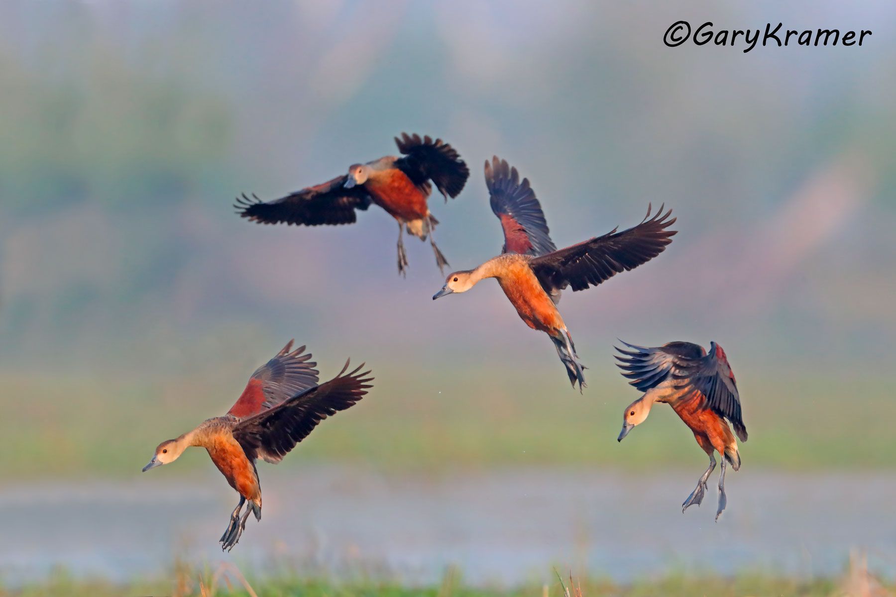 Lesser (Javan) Whistling Duck (Dendrocygna avanica) - EBWWl#121d