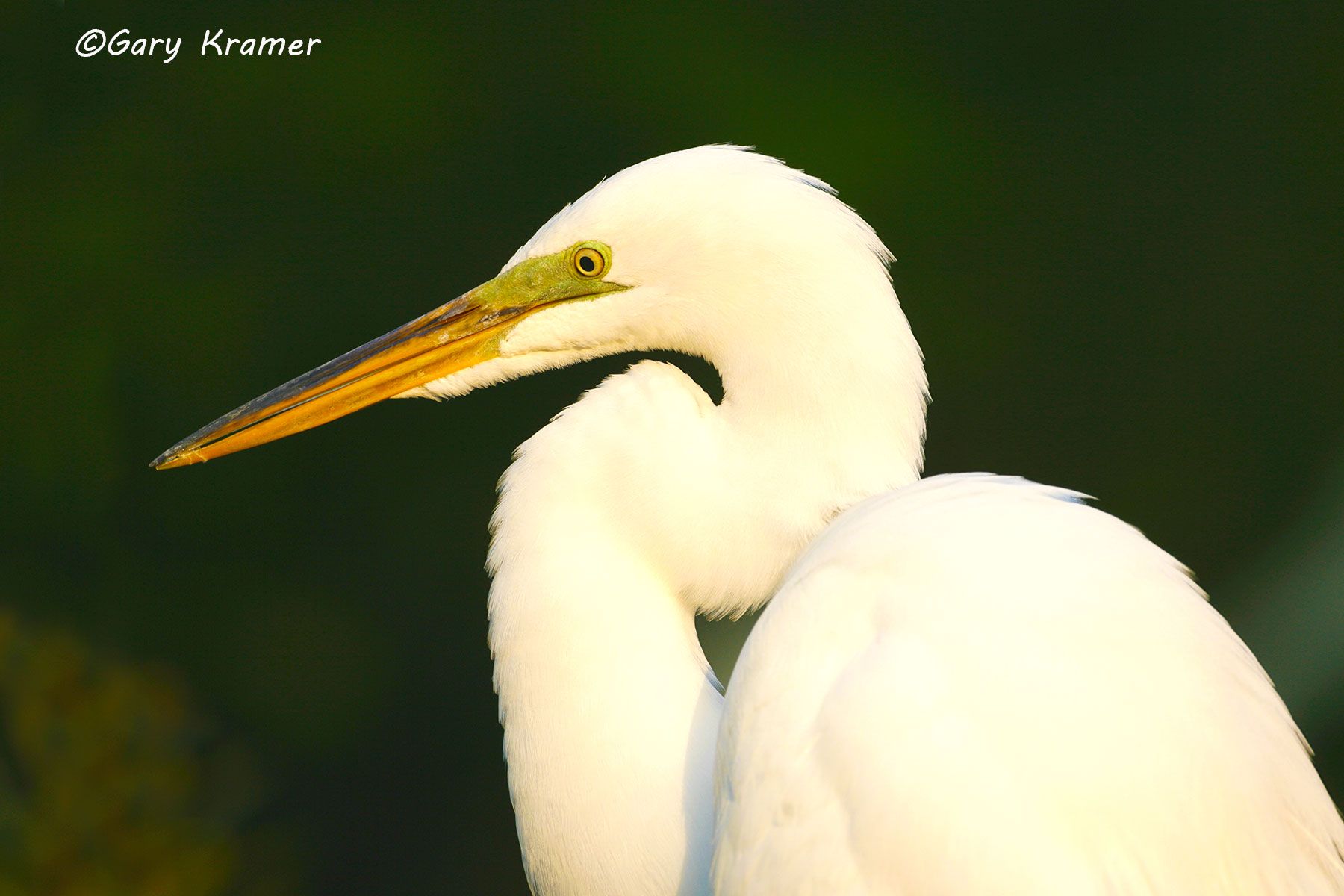 Great Egret (Casmerodius albus) Great Egret (Casmerodius albus) - NBHE#165d