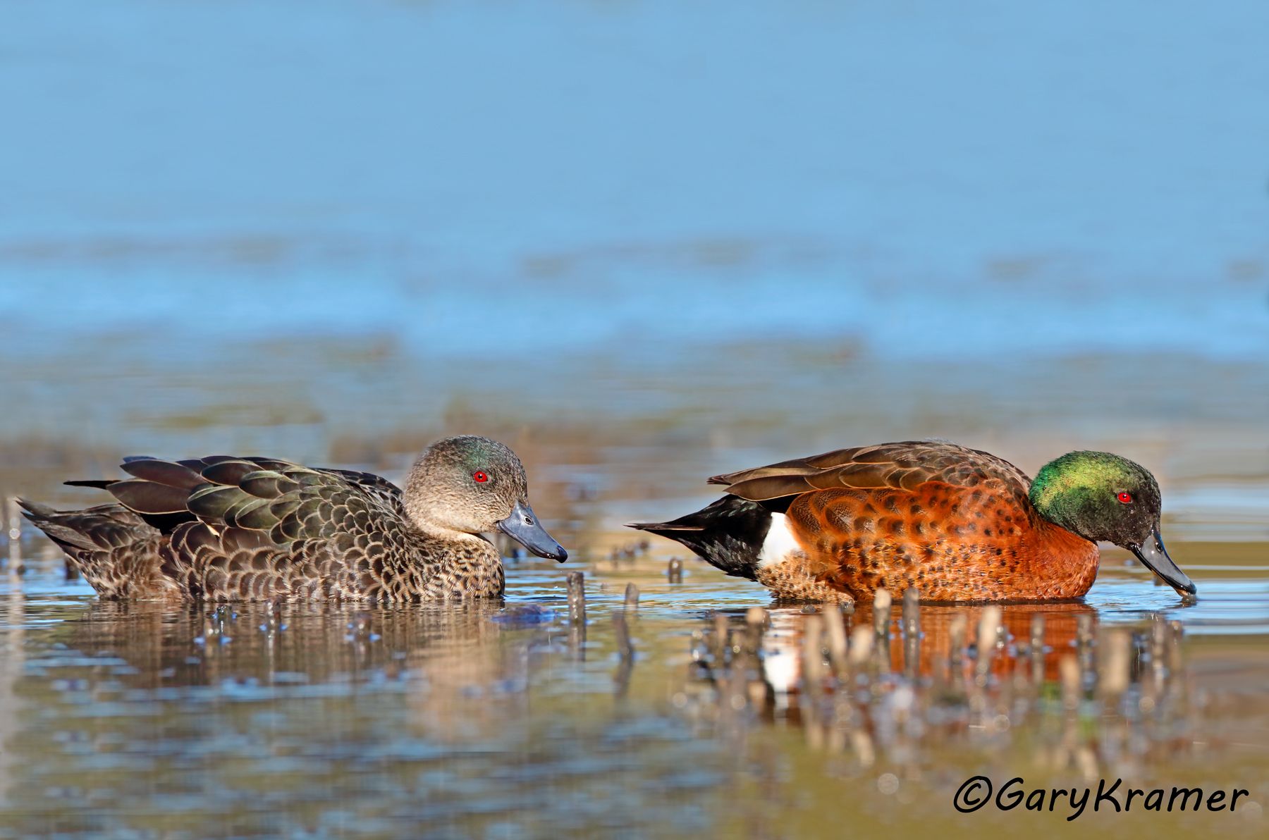 Chestnut Teal (Anas castanea)  Chestnut Teal (Anas castanea) - OBWCt#084d(2)