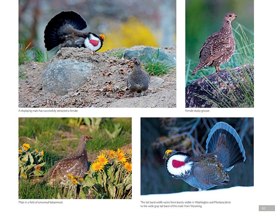 1r5_dusky_grouse_page_3bsm.jpg