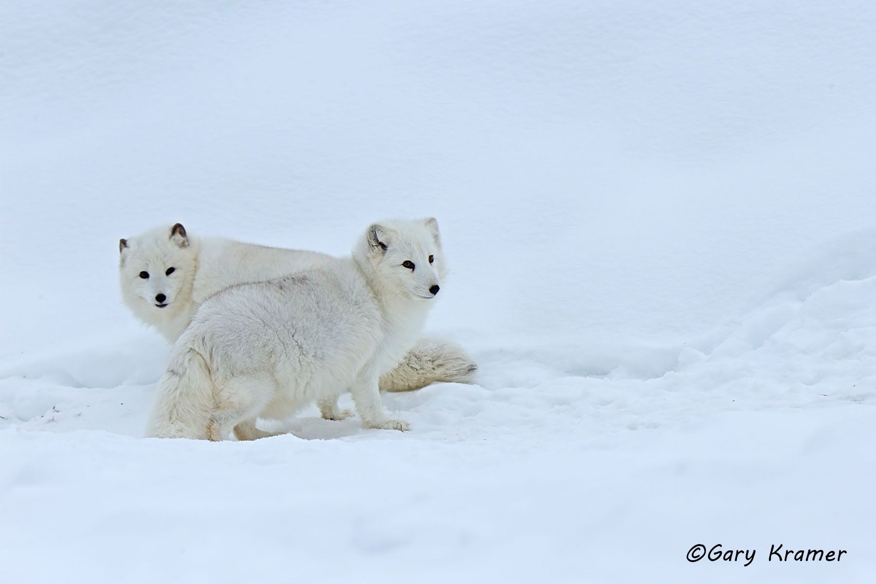 Arctic Fox (Alopex lagopus) - NMFa#534d