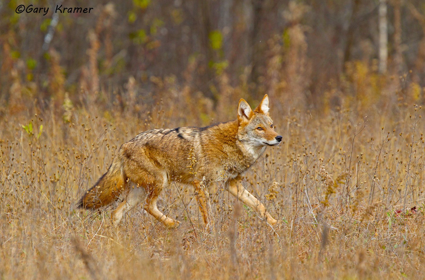 Coyote (Canis latrans) - NMC#670d