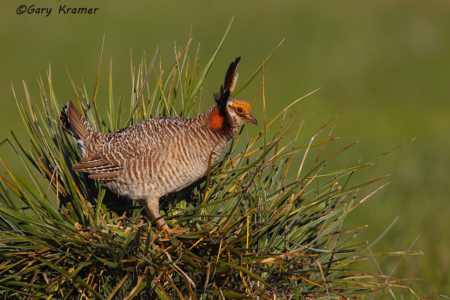 Lesser Prairie Chicken (Tympanchus pallidicinctus) - NBGCl#1349d