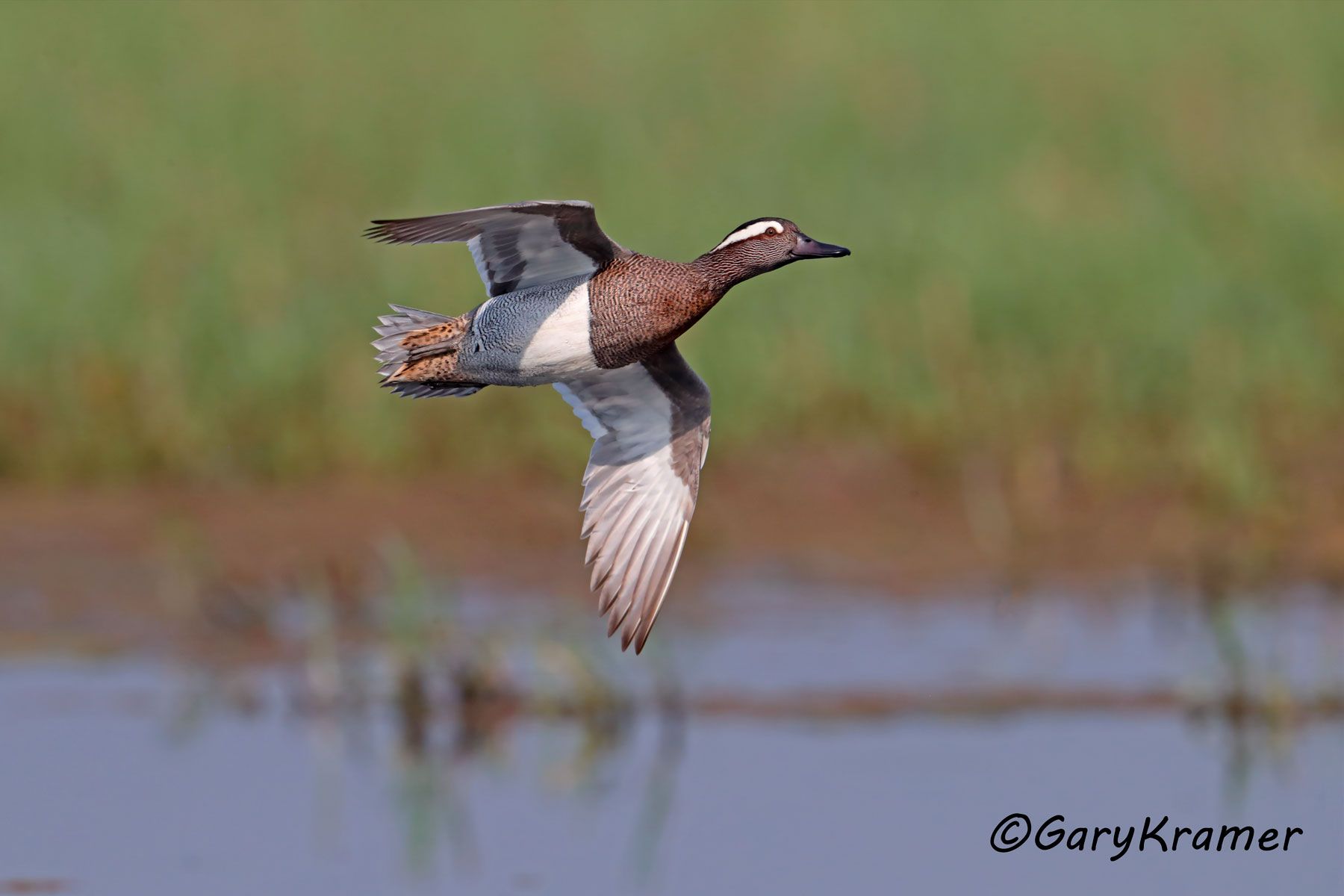 Garganey (Spatula querquedula)  Garganey (Spatula querquedula) - EBWGa#030d
