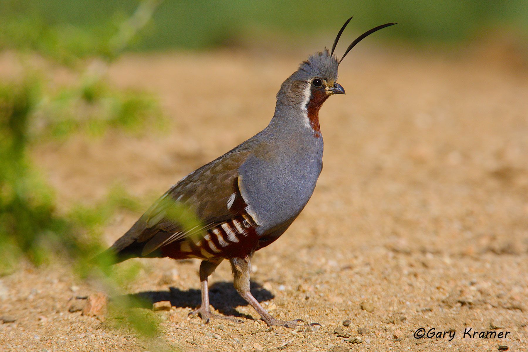 Mountain Quail (Oreortyx pictus) Mountain Quail (Oreortyx pictus) - NBGQm#104d