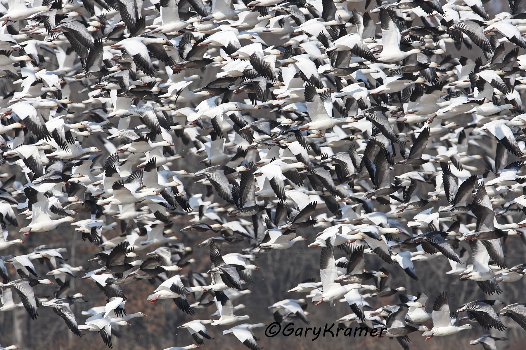 Lesser Snow Geese/Ross's Geese (Anser caerulescens/Chen rossii) - NBWSgr#174d