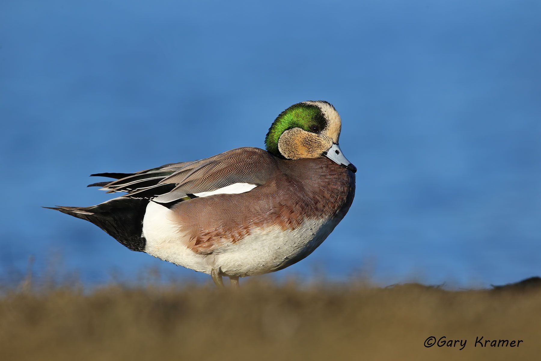 American Wigeon (Mareca americana) by GaryKramer.net, 530-934-3873, gkramer@cwo.com American Wigeon (Mareca americana) - NBWW#1771d