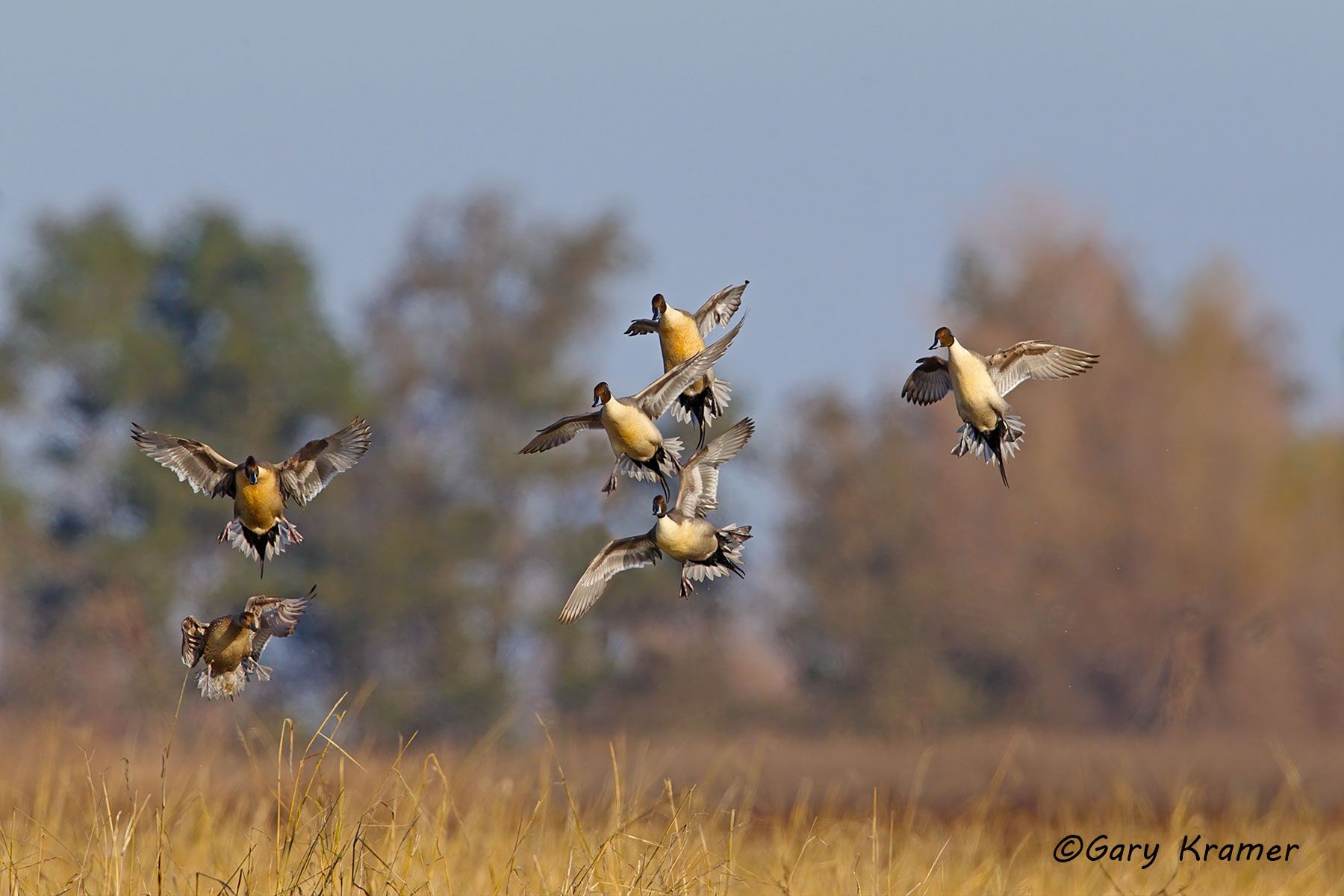 Northern Pintail (Anas acuta)  - NBWP#5638d