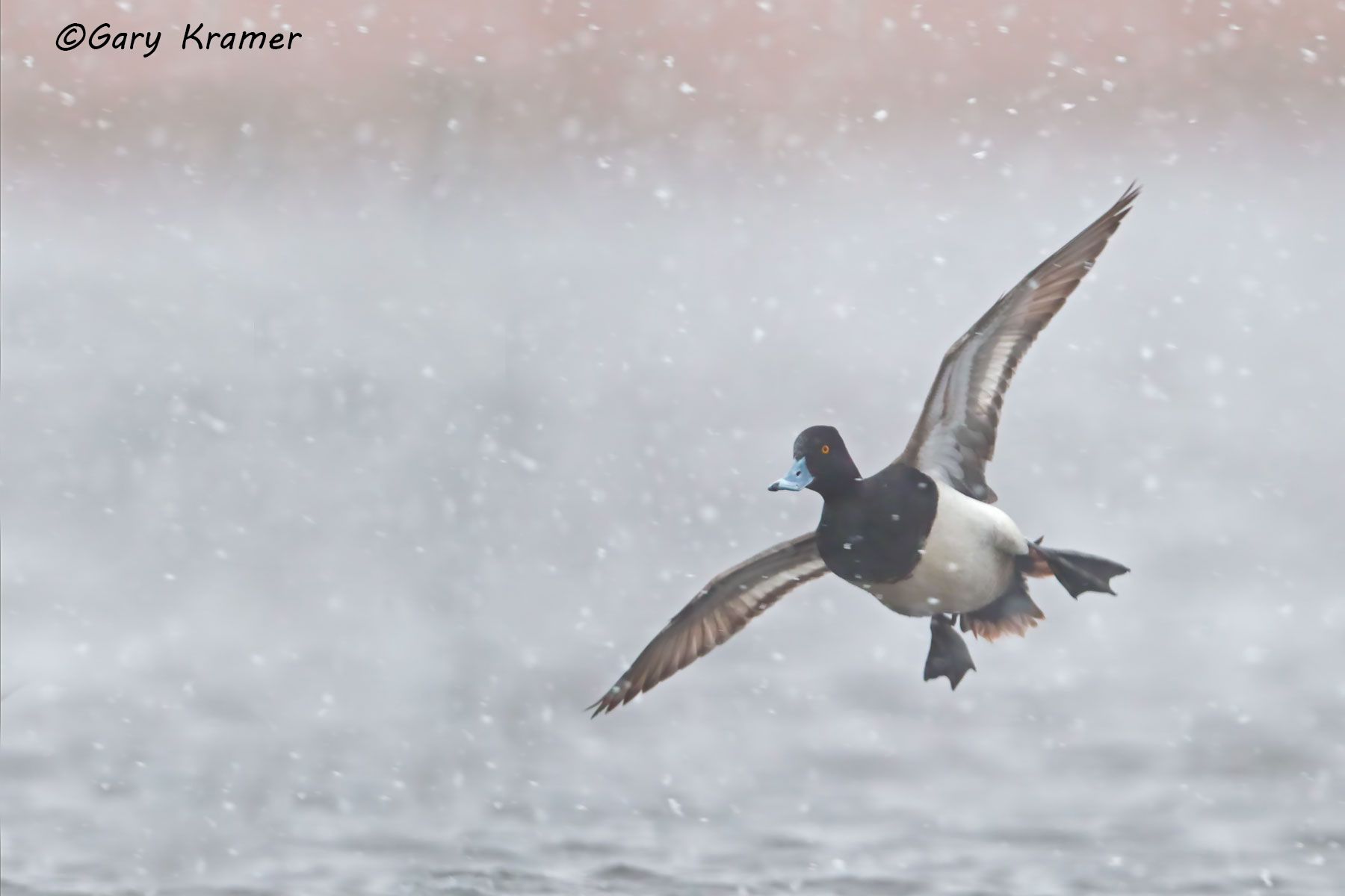Lesser Scaup (Aythya affinis) - NBWSl#721d