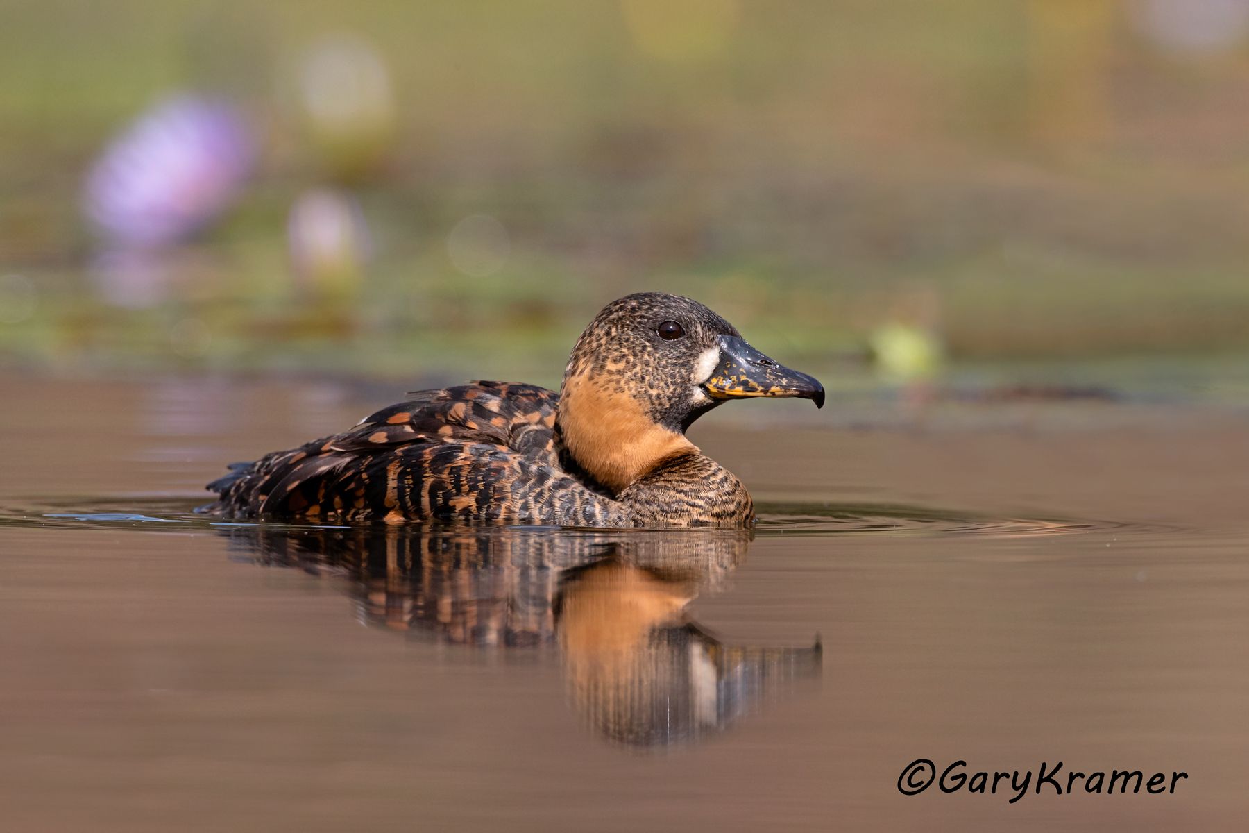 White-backed Duck (Thalossornis leuconotus)  White-backed Duck (Thalossornis leuconotus) - ABWW#268d (Kenya)