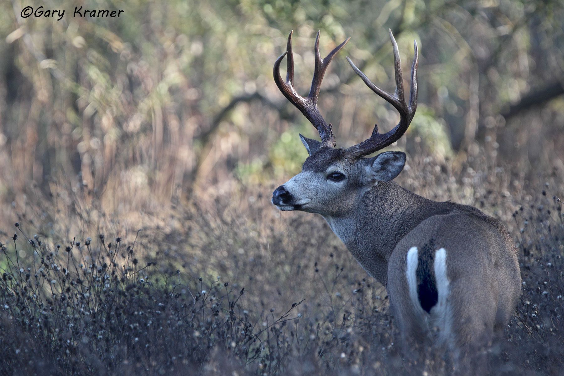 Black-tailed Deer (Odocoileus h. columbianus) by GaryKramer.net, 530-934-3873, gkramer@cwo.com Black-tailed Deer (Odocoileus h. columbianus) - NMDB#577d