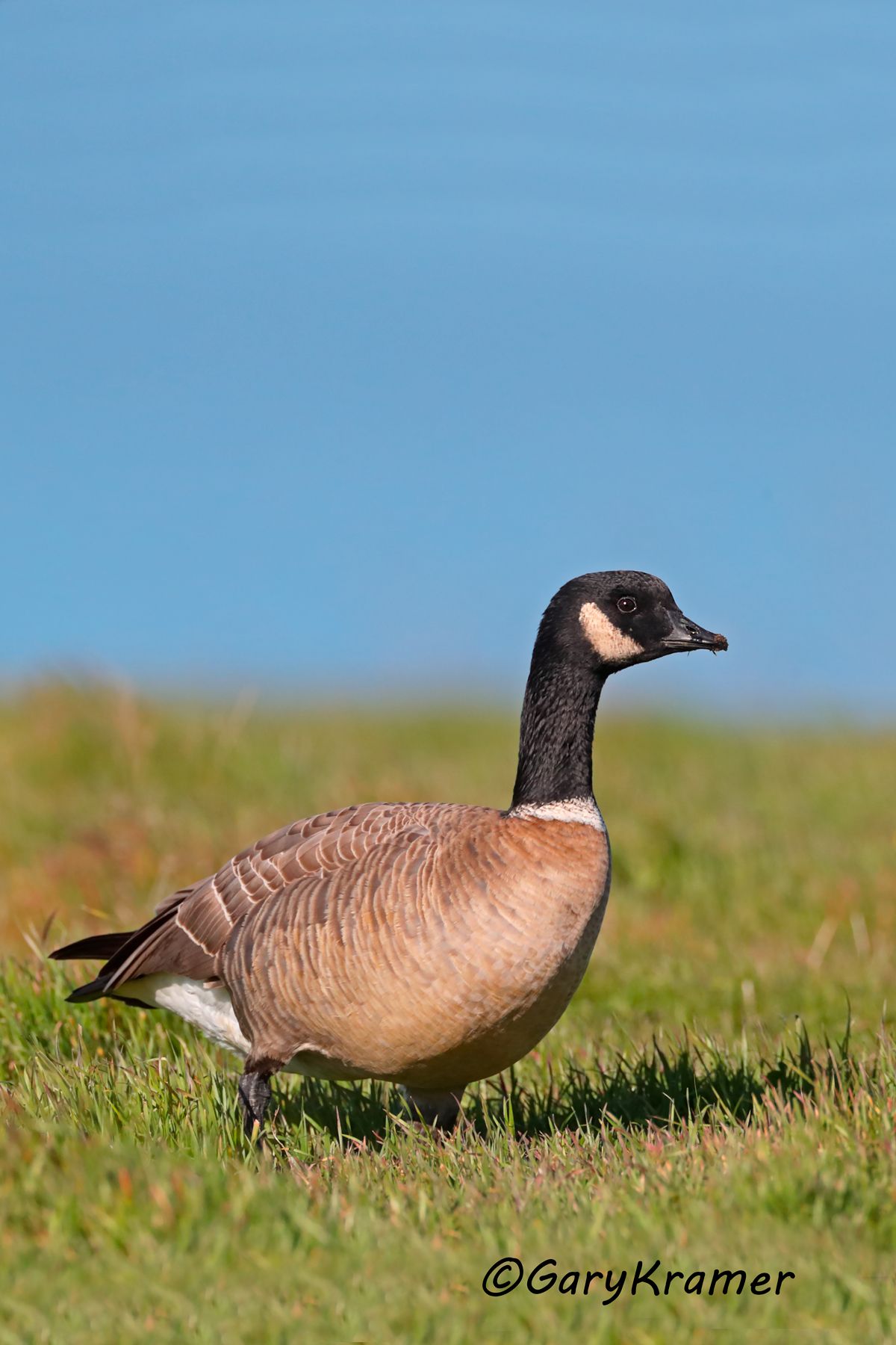 Cackling Goose (Aleutian) (Anser hutchinsii leucopareia) Cackling Goose (Aleutian) (Anser hutchinsii leucopareia) - NBWCa#280d(2)