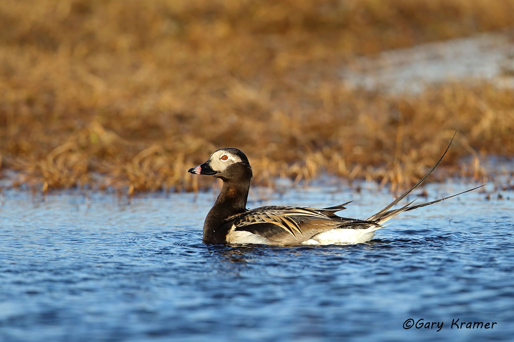Long-tailed Duck (summer) (Clangula hyemalis) Long-tailed Duck  (summer) (Clangula hyemalis) - NBWOs#157