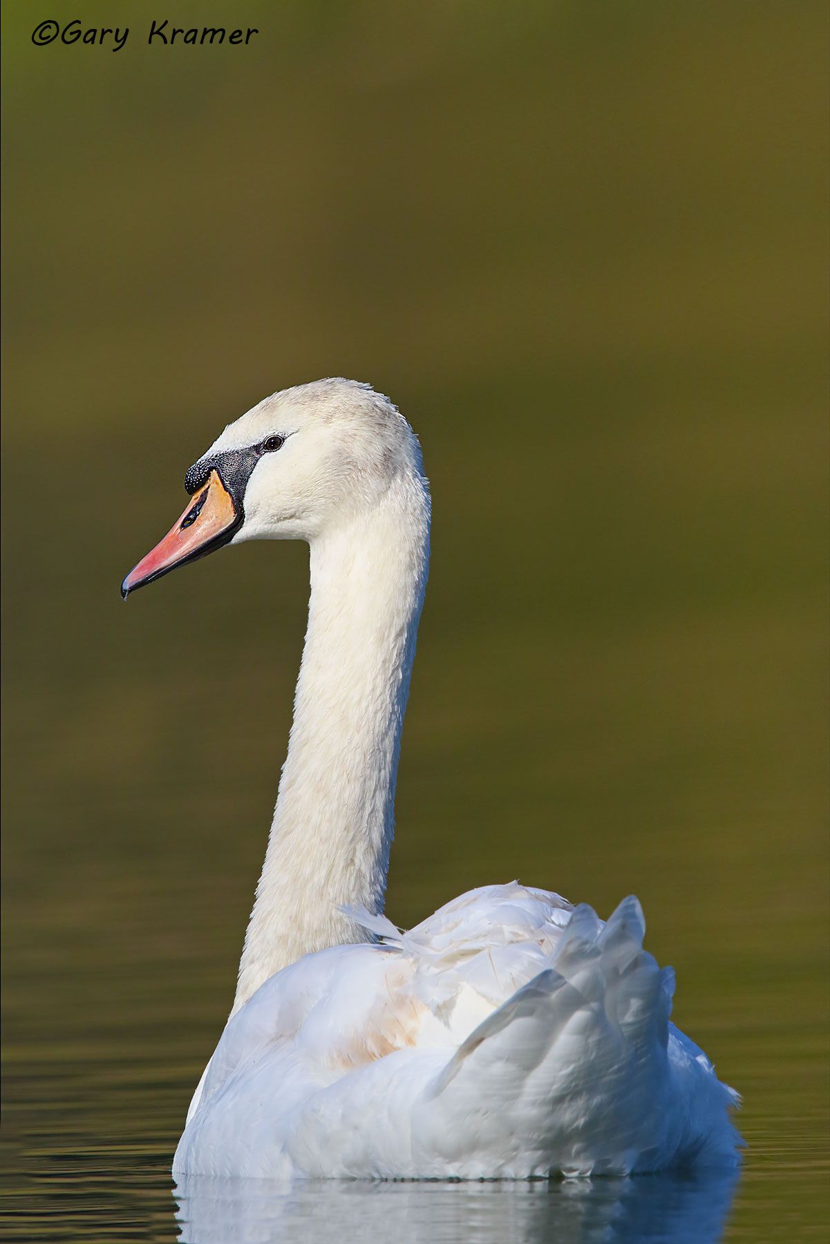Mute Swan (Cygnus olor) England - EBWS#063d